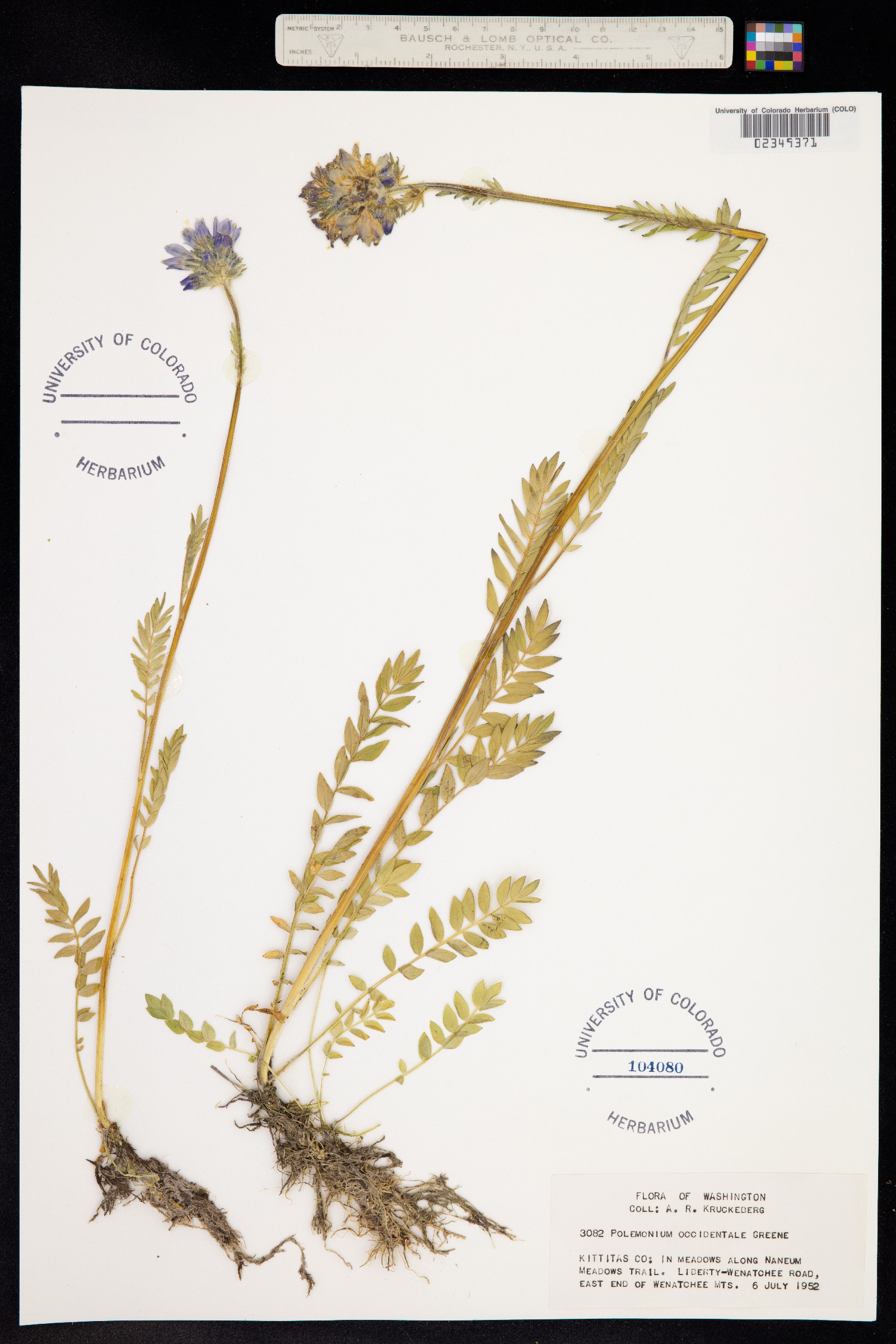 Polemonium occidentale image