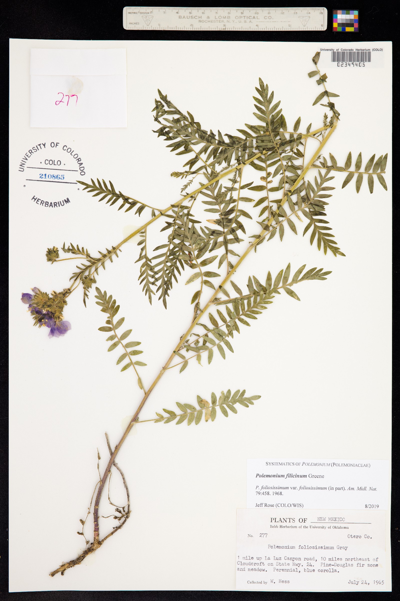 Polemonium foliosissimum image
