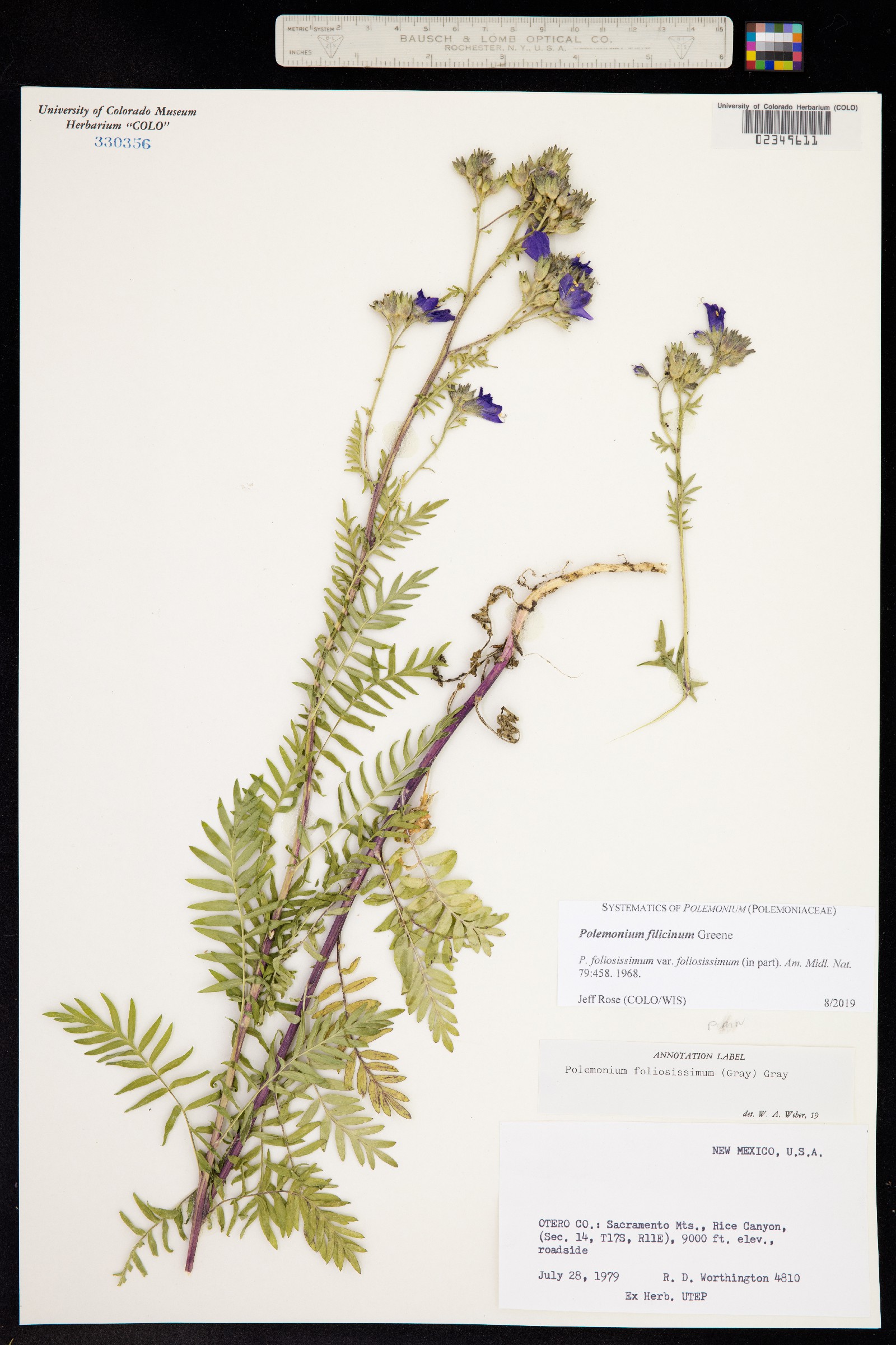 Polemonium foliosissimum image