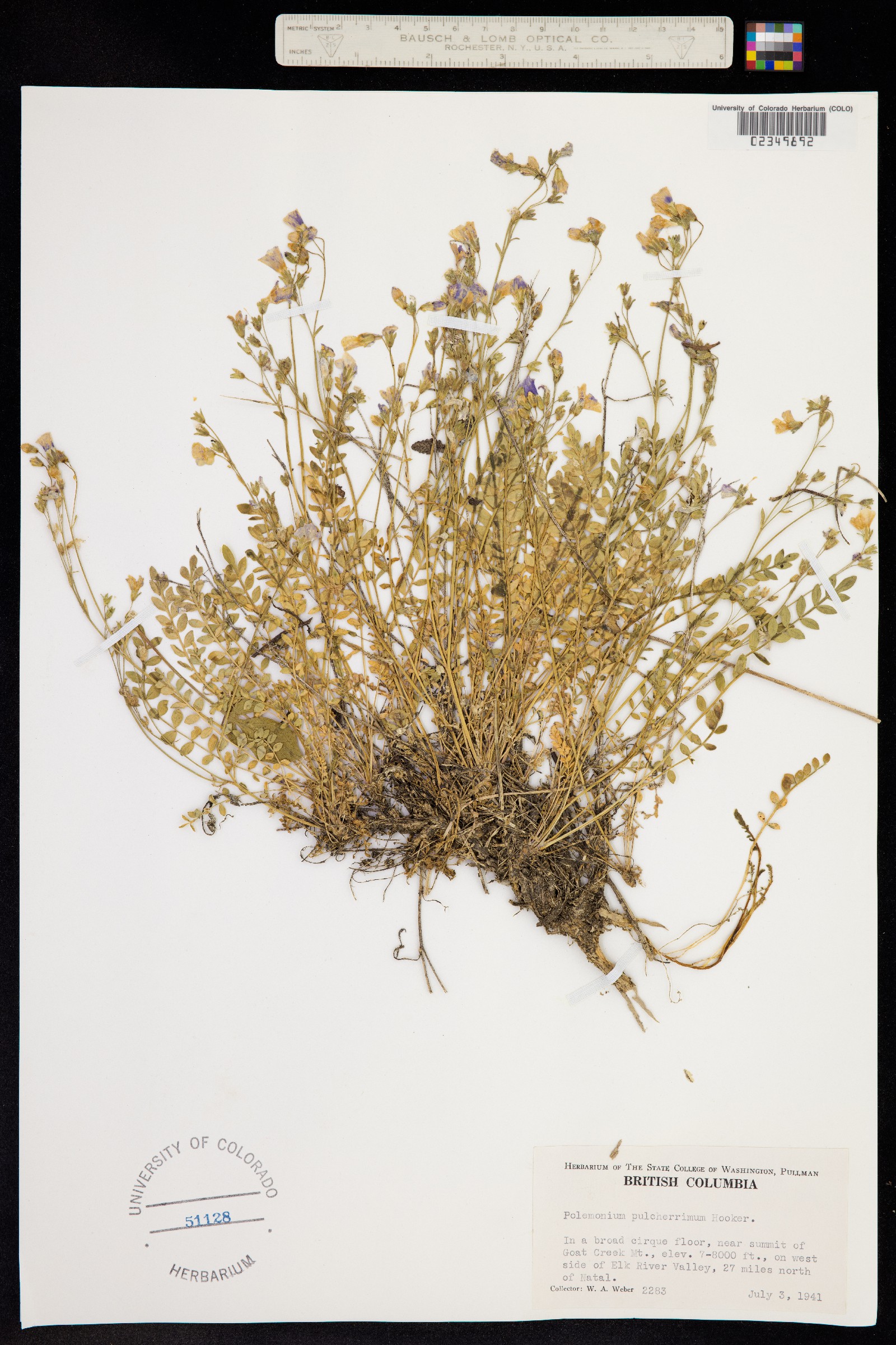 Polemonium pulcherrimum image