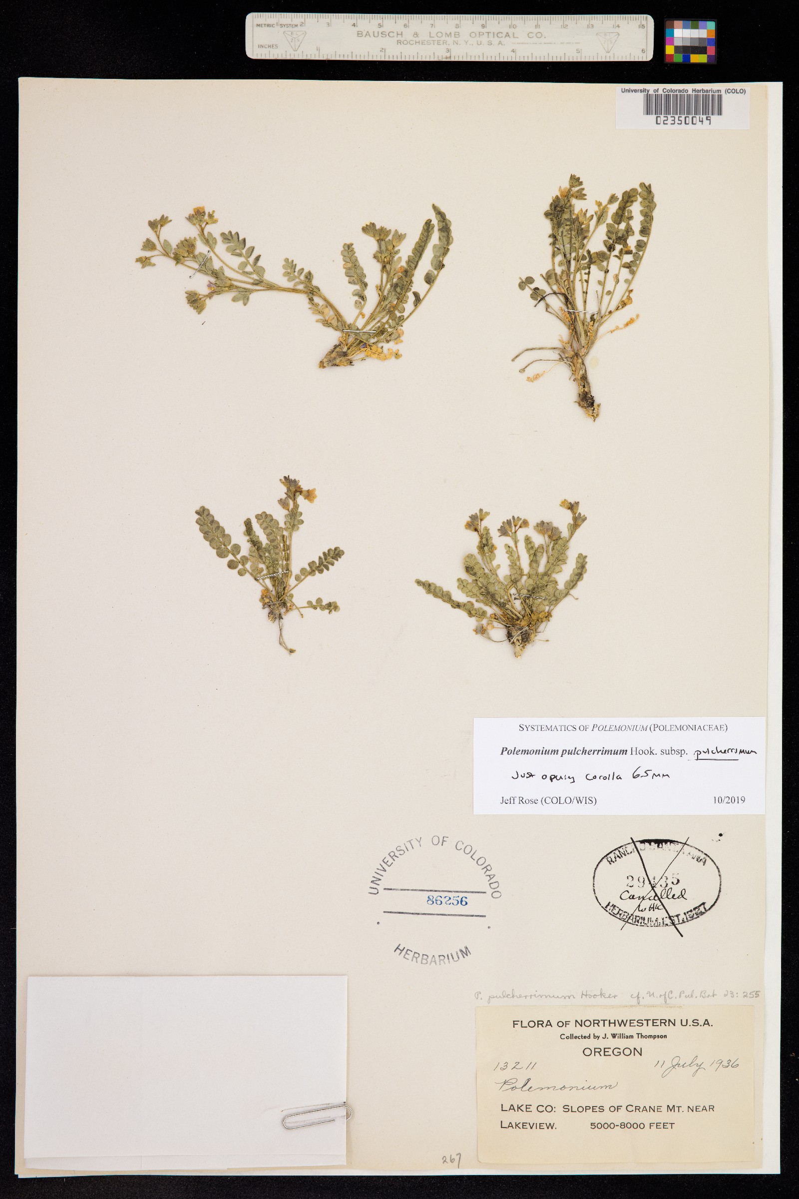 Polemonium pulcherrimum image