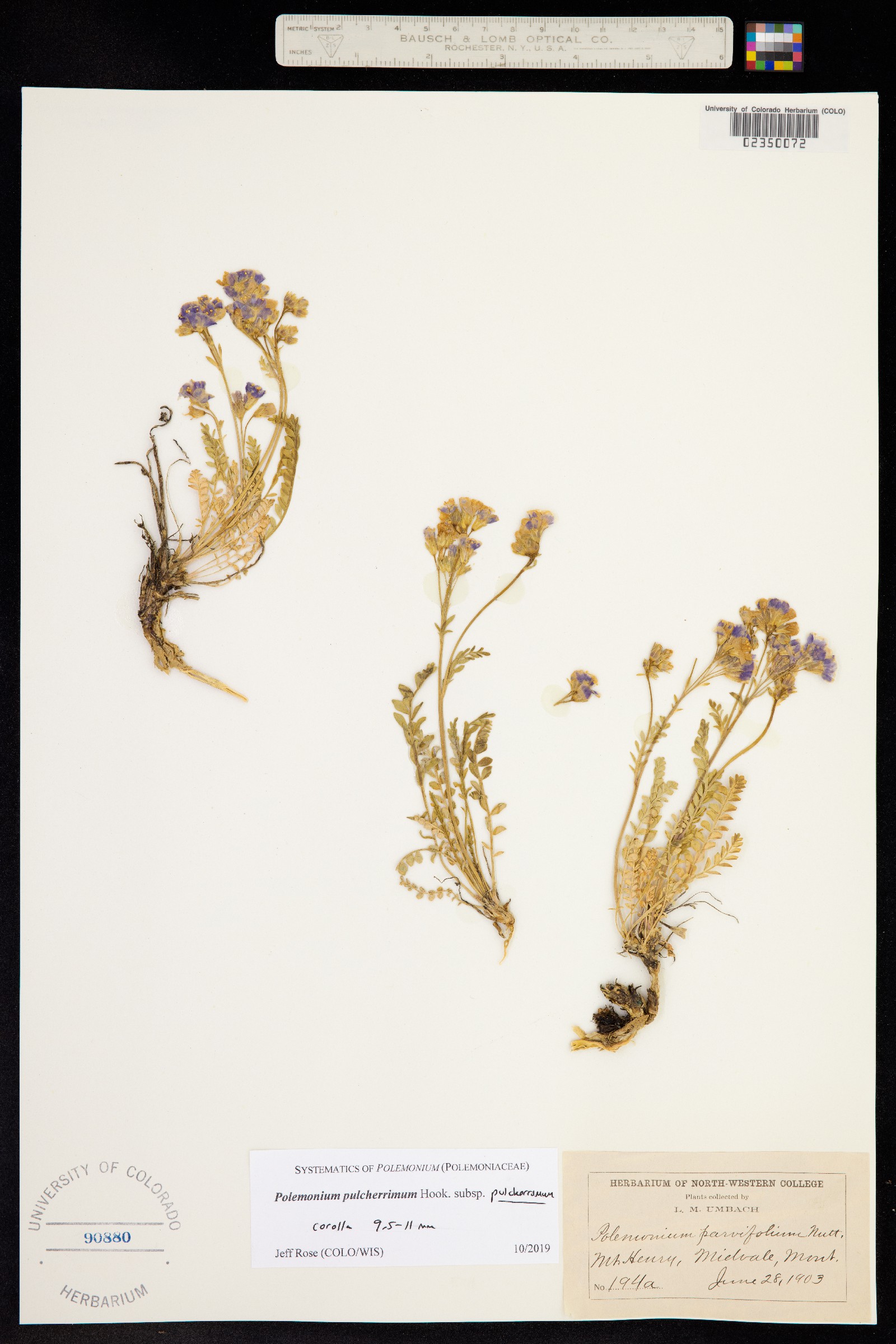 Polemonium pulcherrimum image