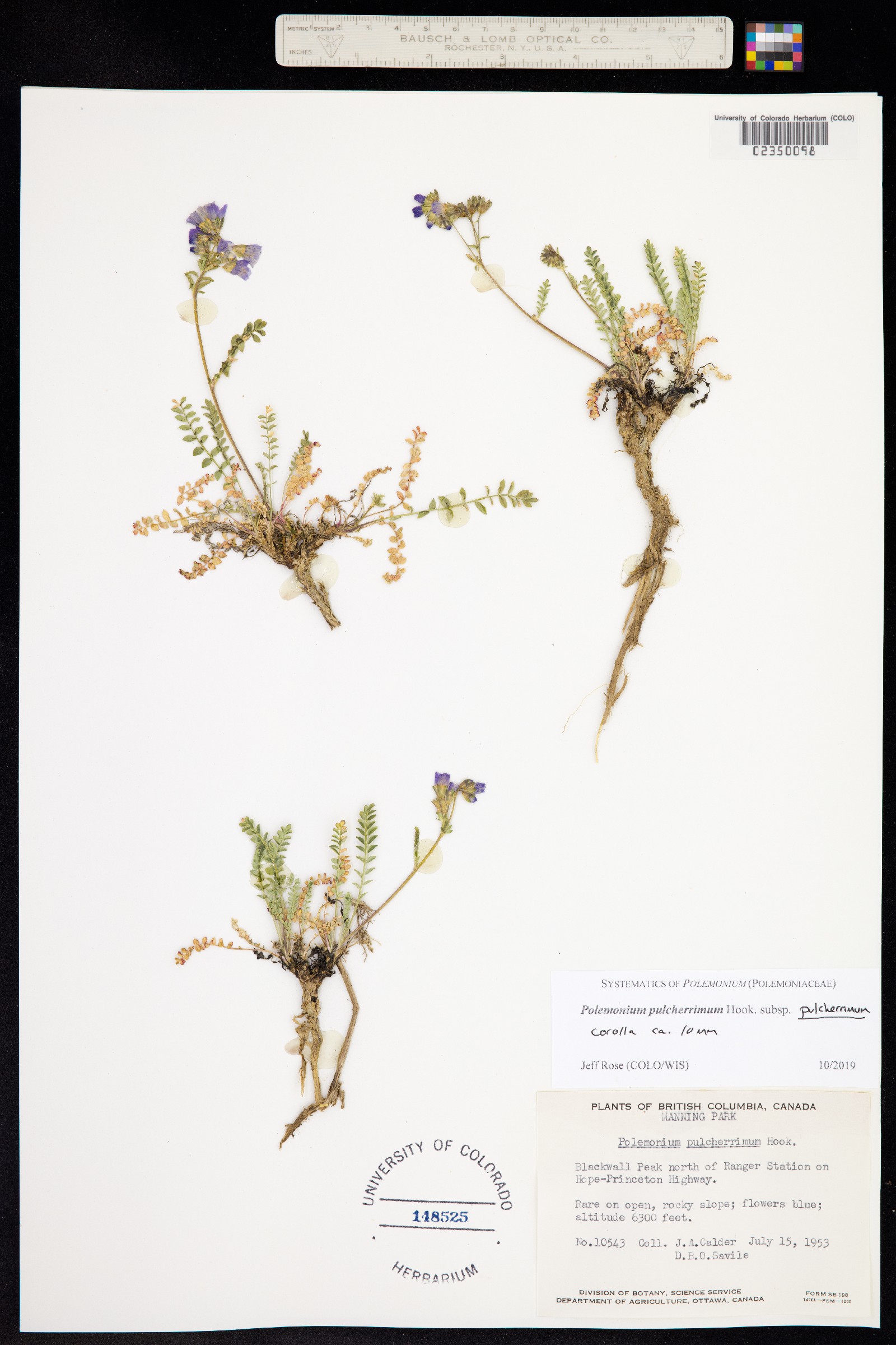 Polemonium pulcherrimum image