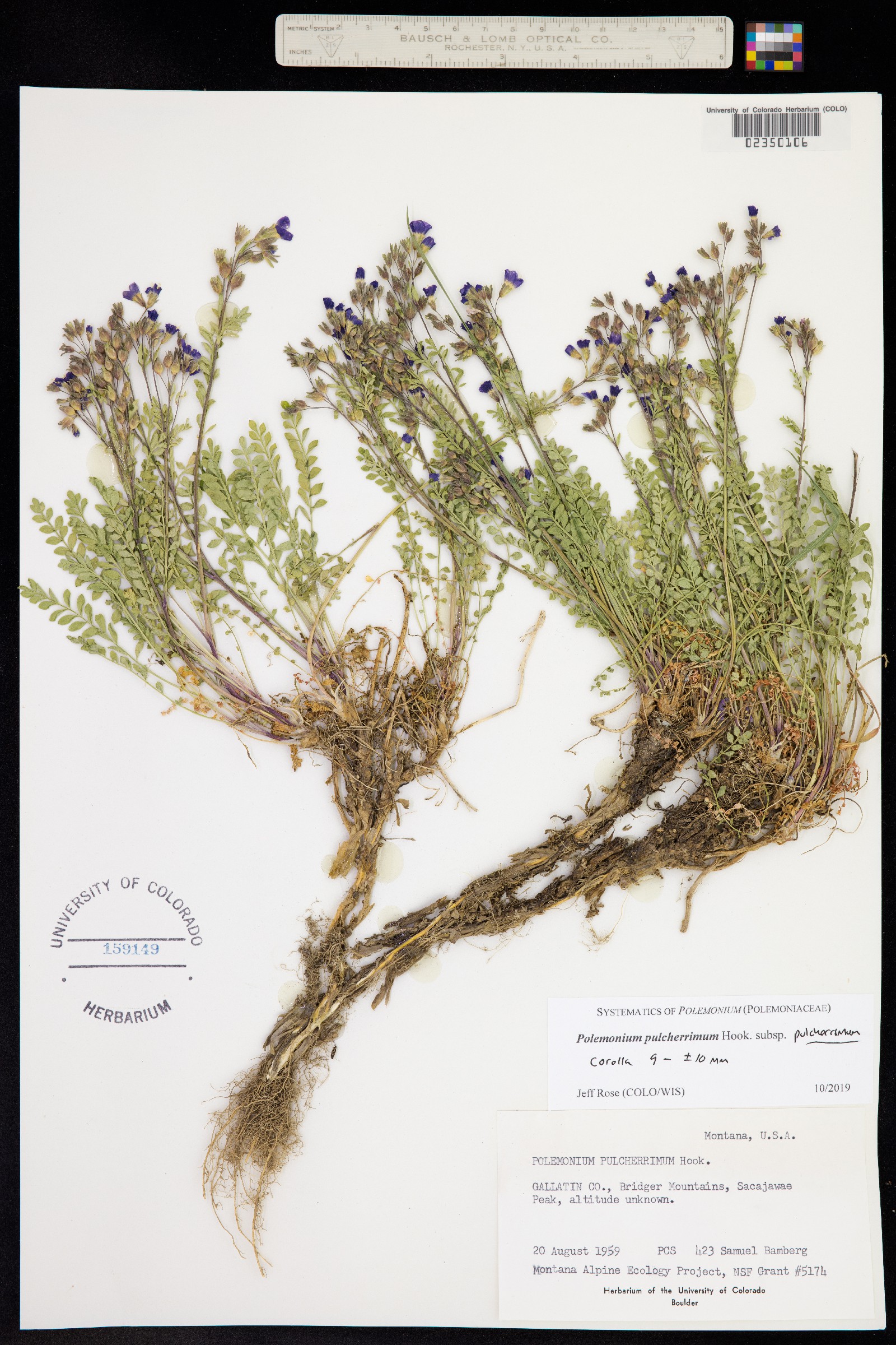 Polemonium pulcherrimum image