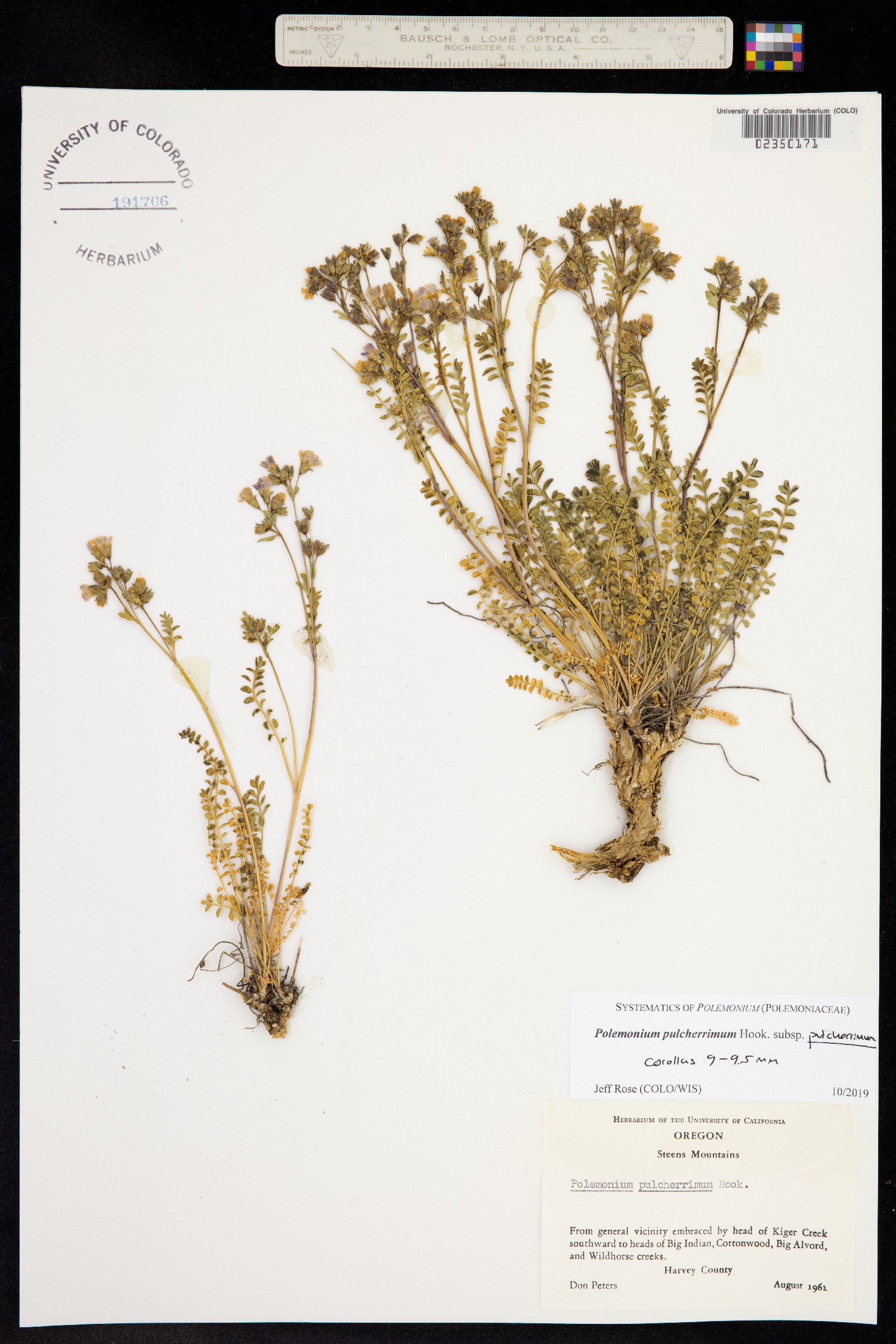 Polemonium pulcherrimum image