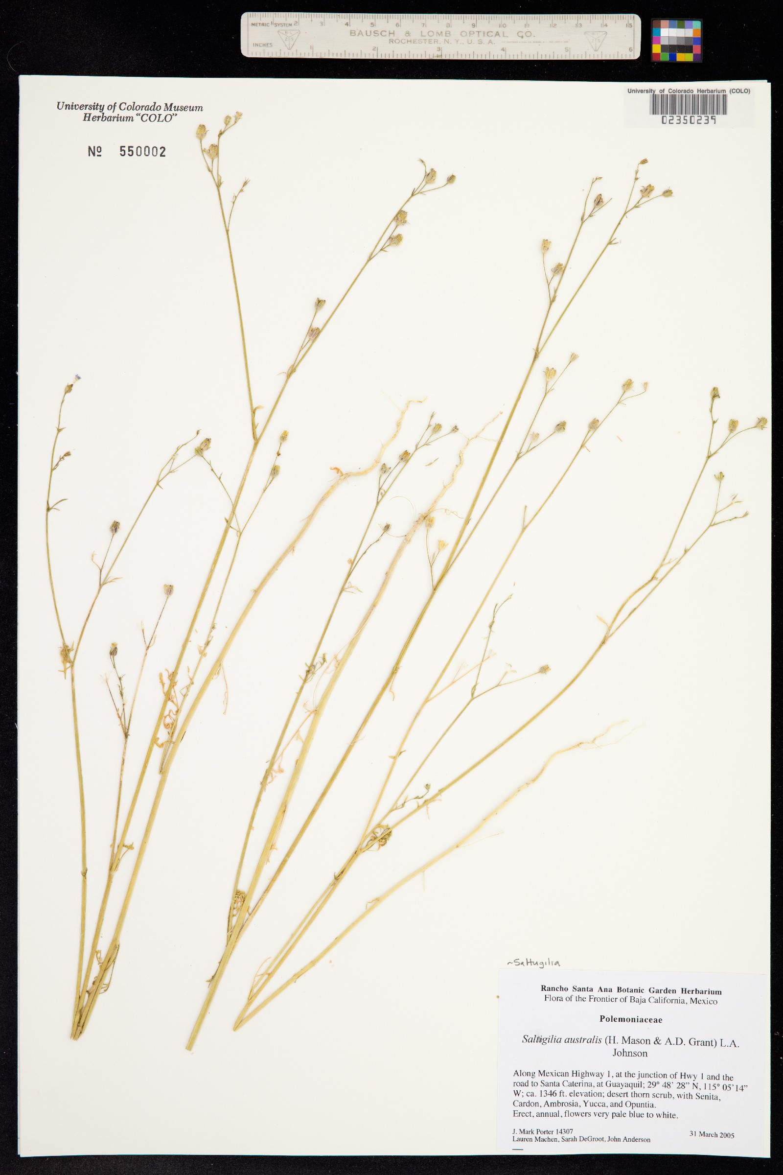 Saltugilia image