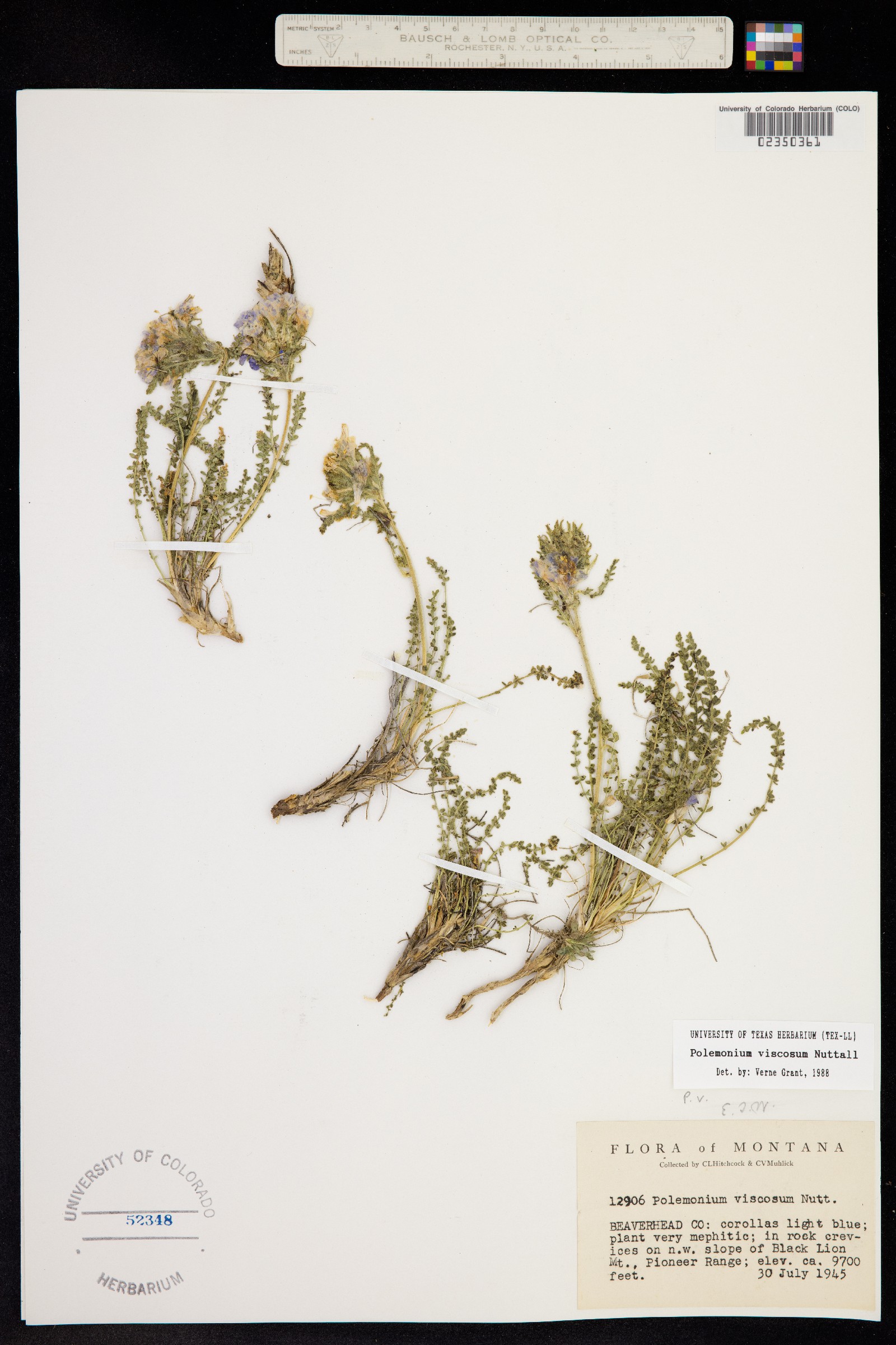 Polemonium viscosum image