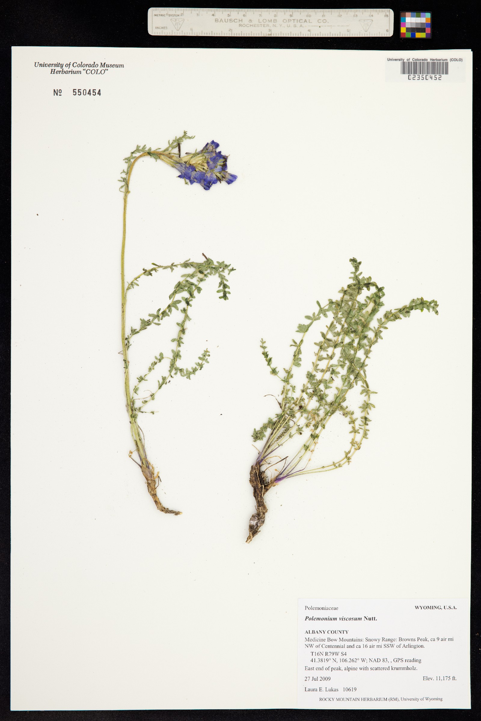 Polemonium viscosum image