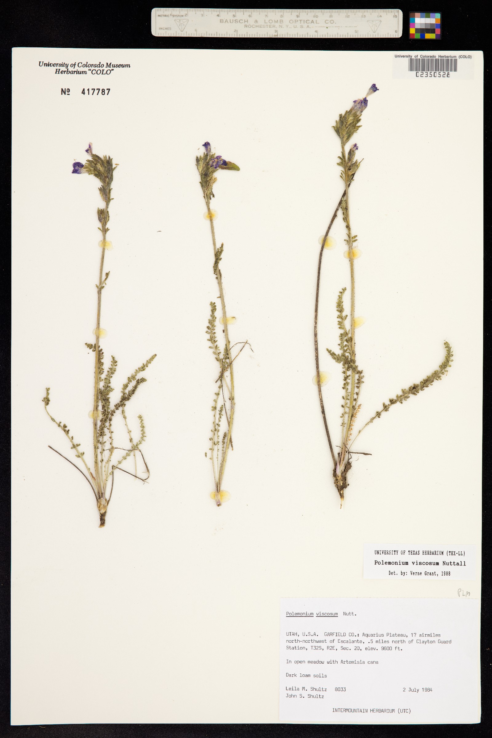 Polemonium reptans image