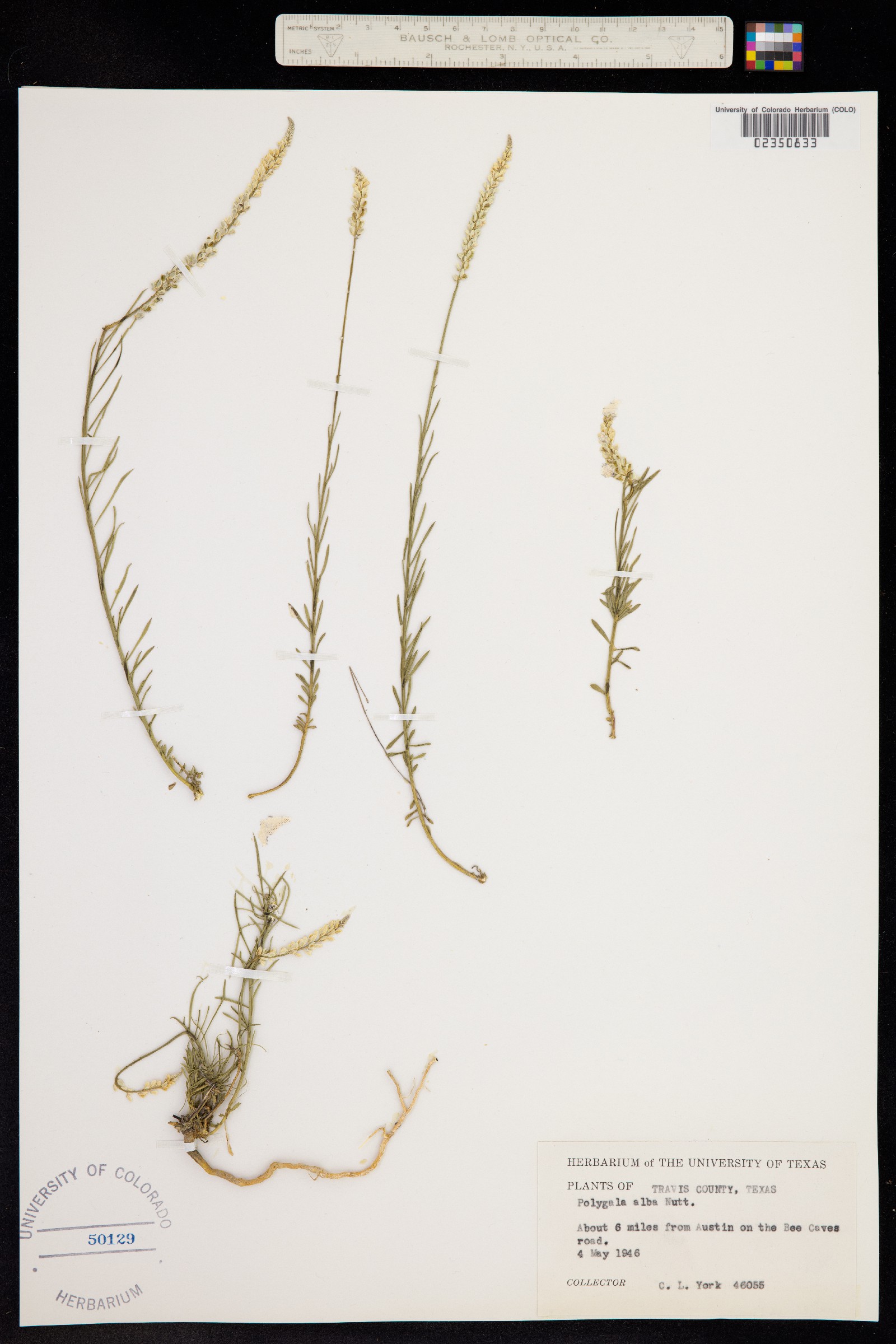 Polygala alba image