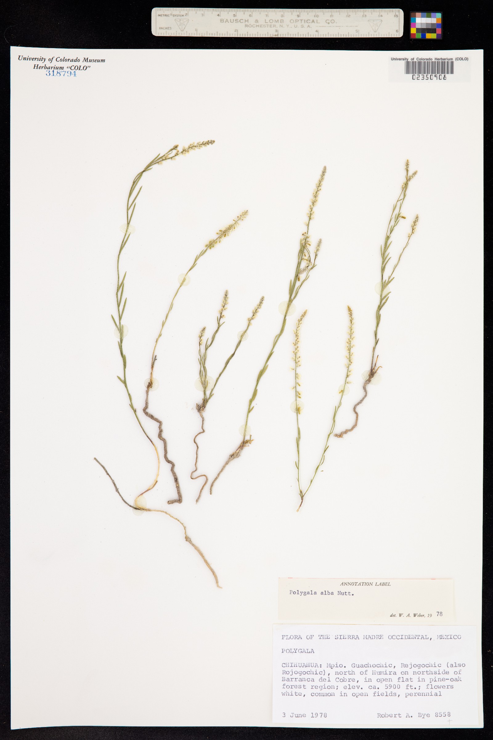 Polygala alba image