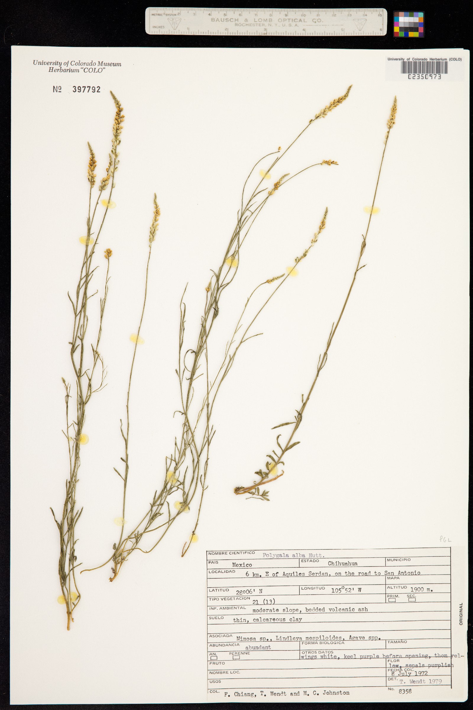 Polygala alba image