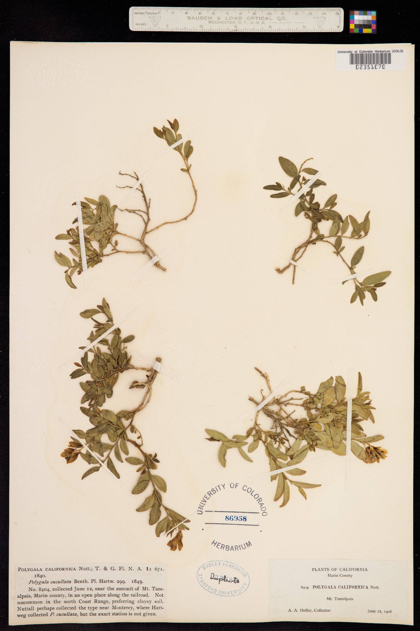 Polygala californica image