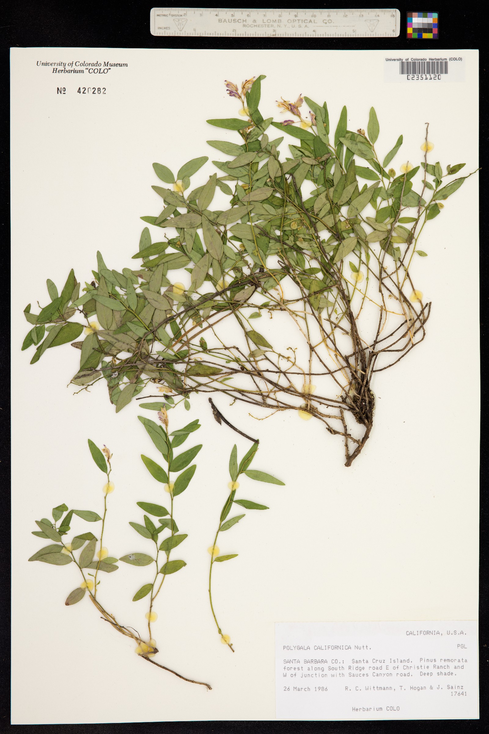 Polygala californica image