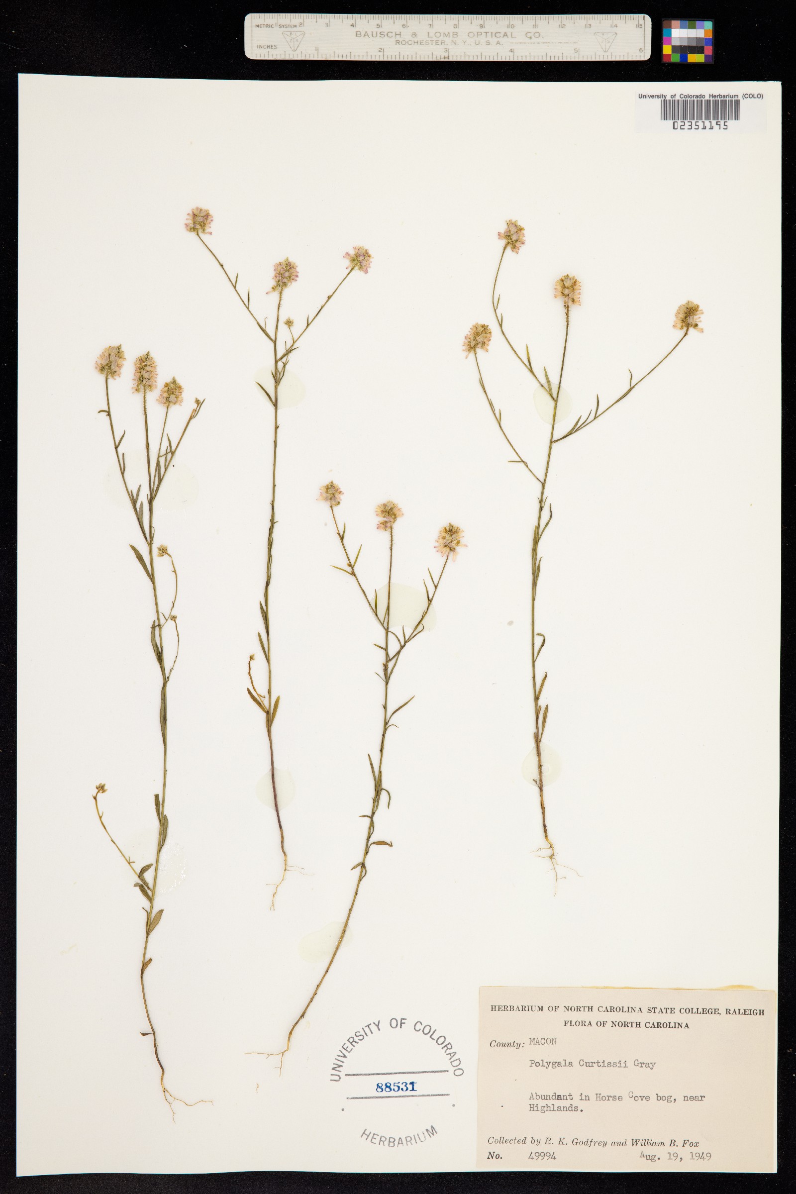Polygala curtissii image