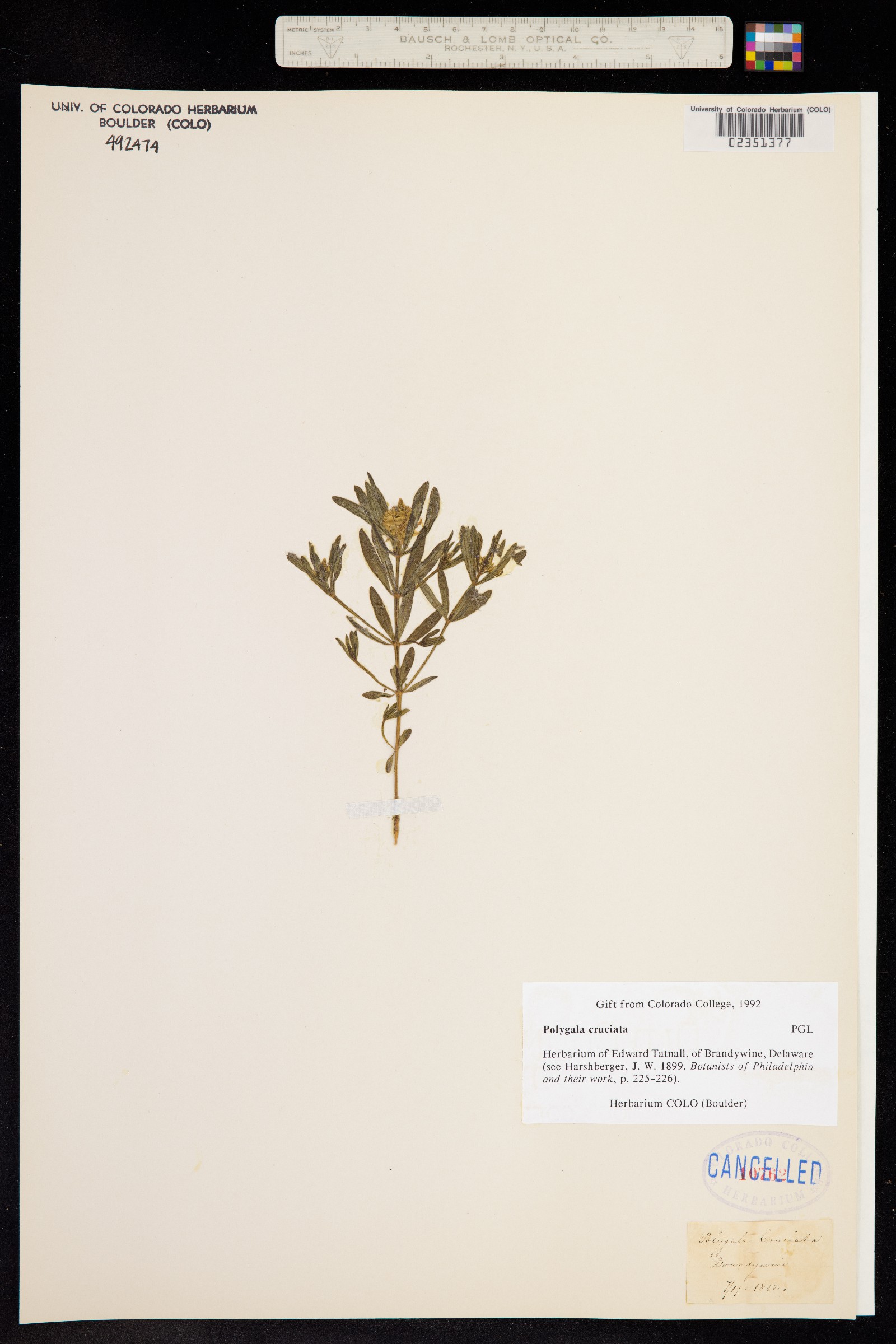 Polygala cruciata image