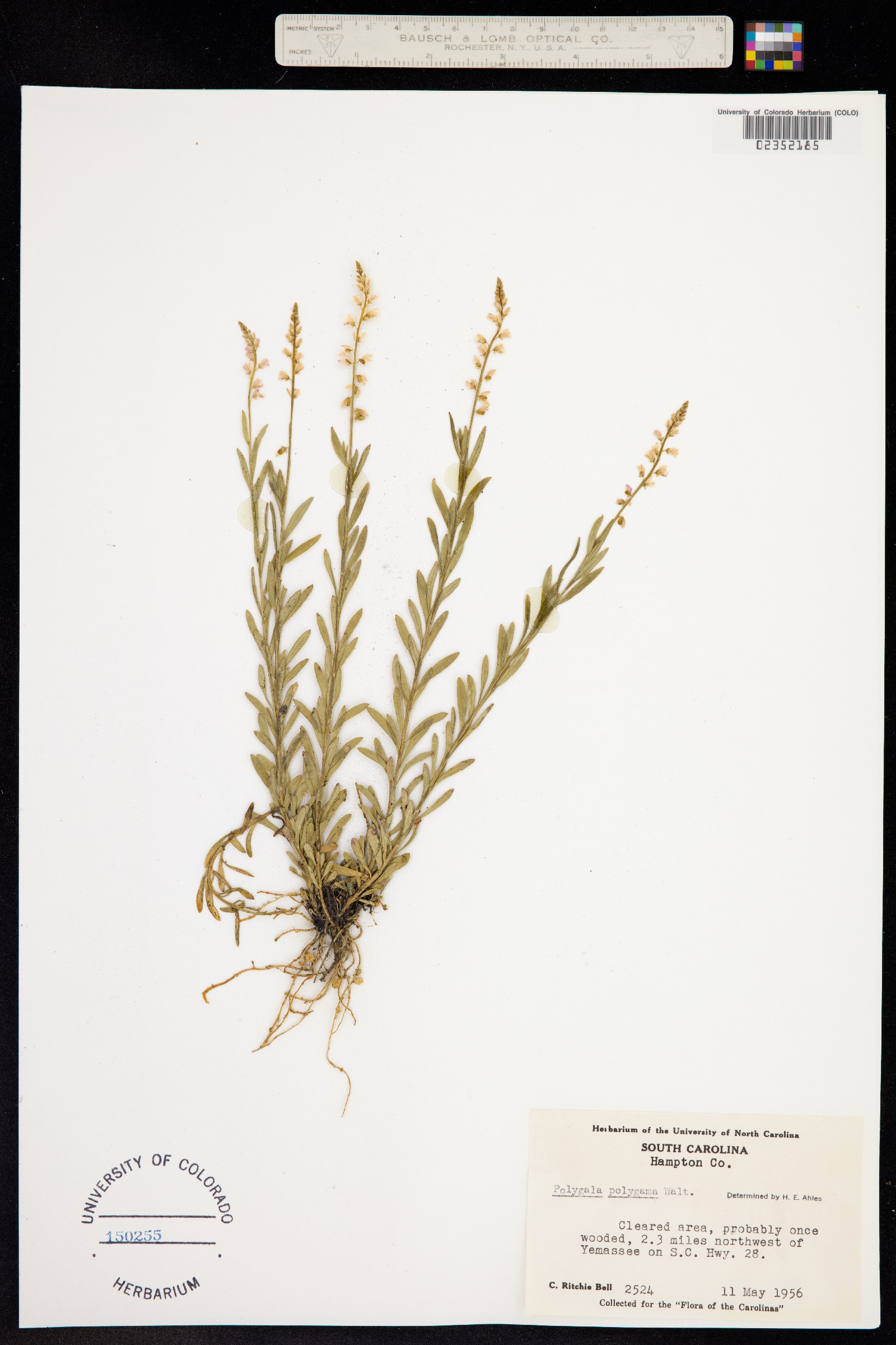 Polygala polygama image