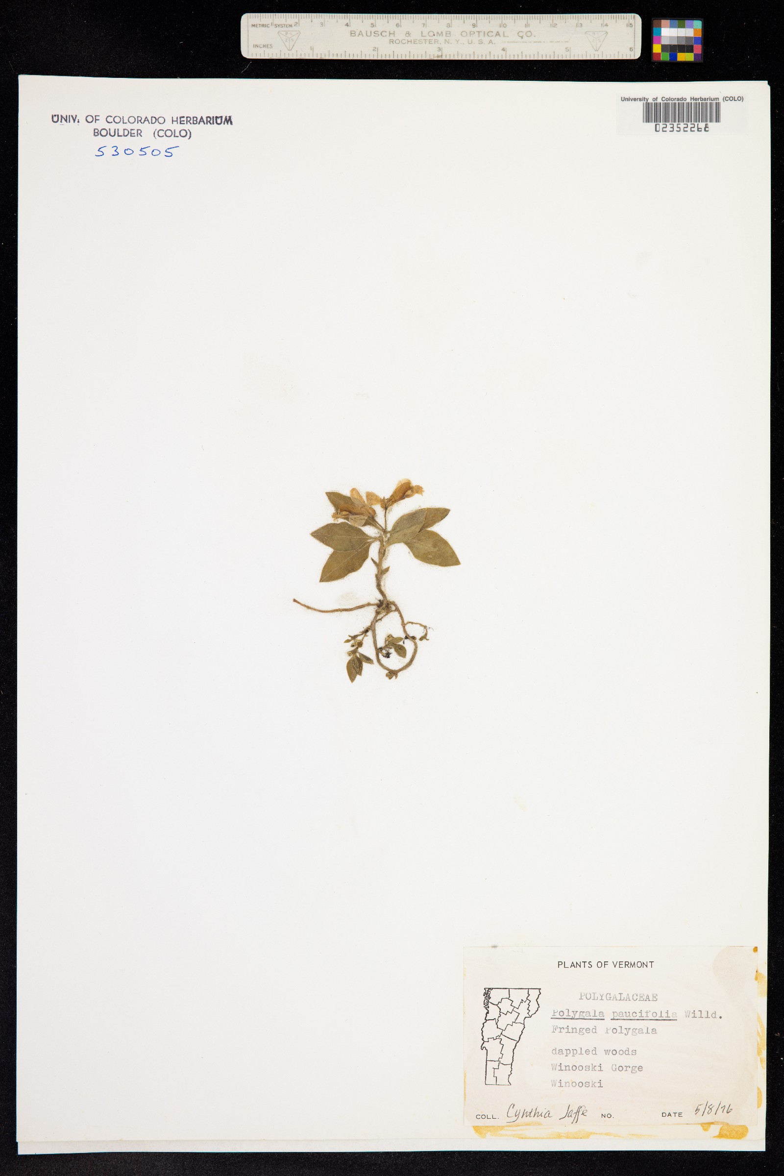 Polygala paucifolia image