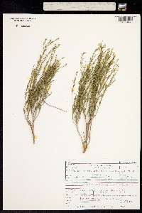 Polygala scoparioides image
