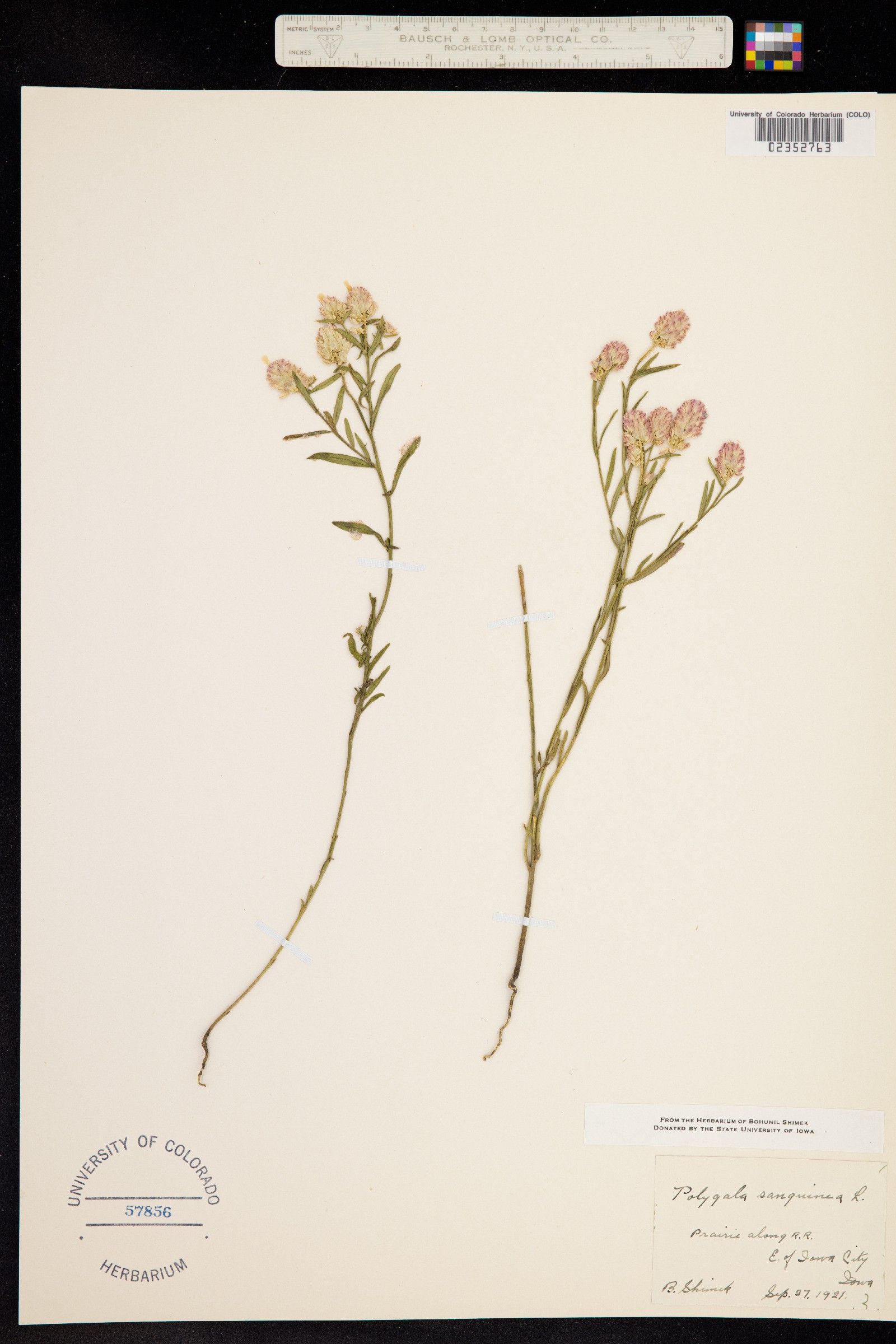 Polygala sanguinea image