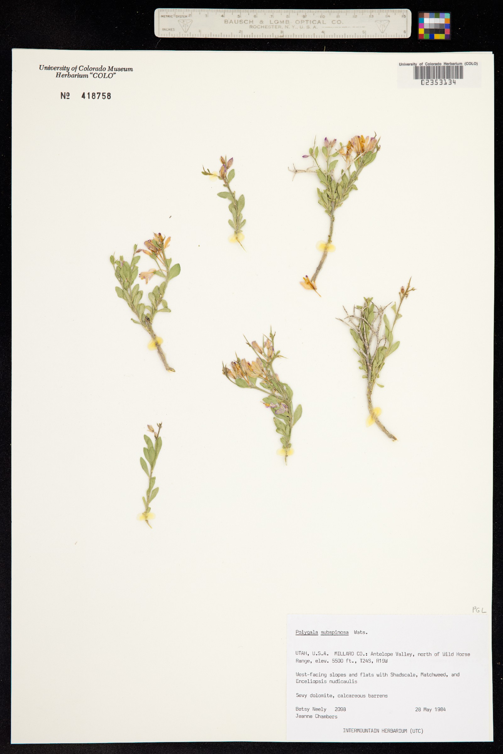 Polygala image