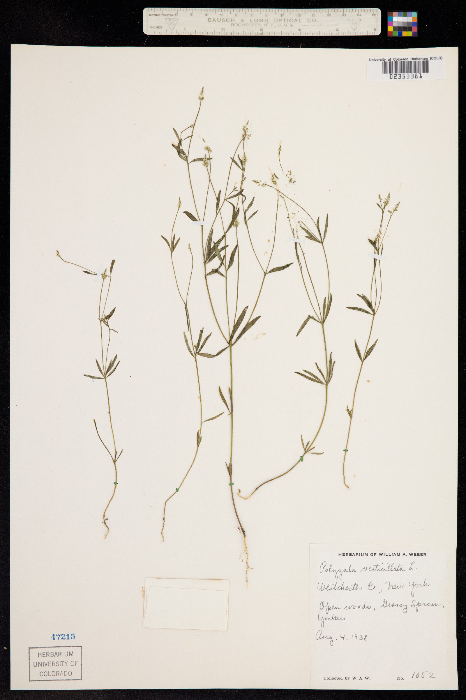 Polygala verticillata image