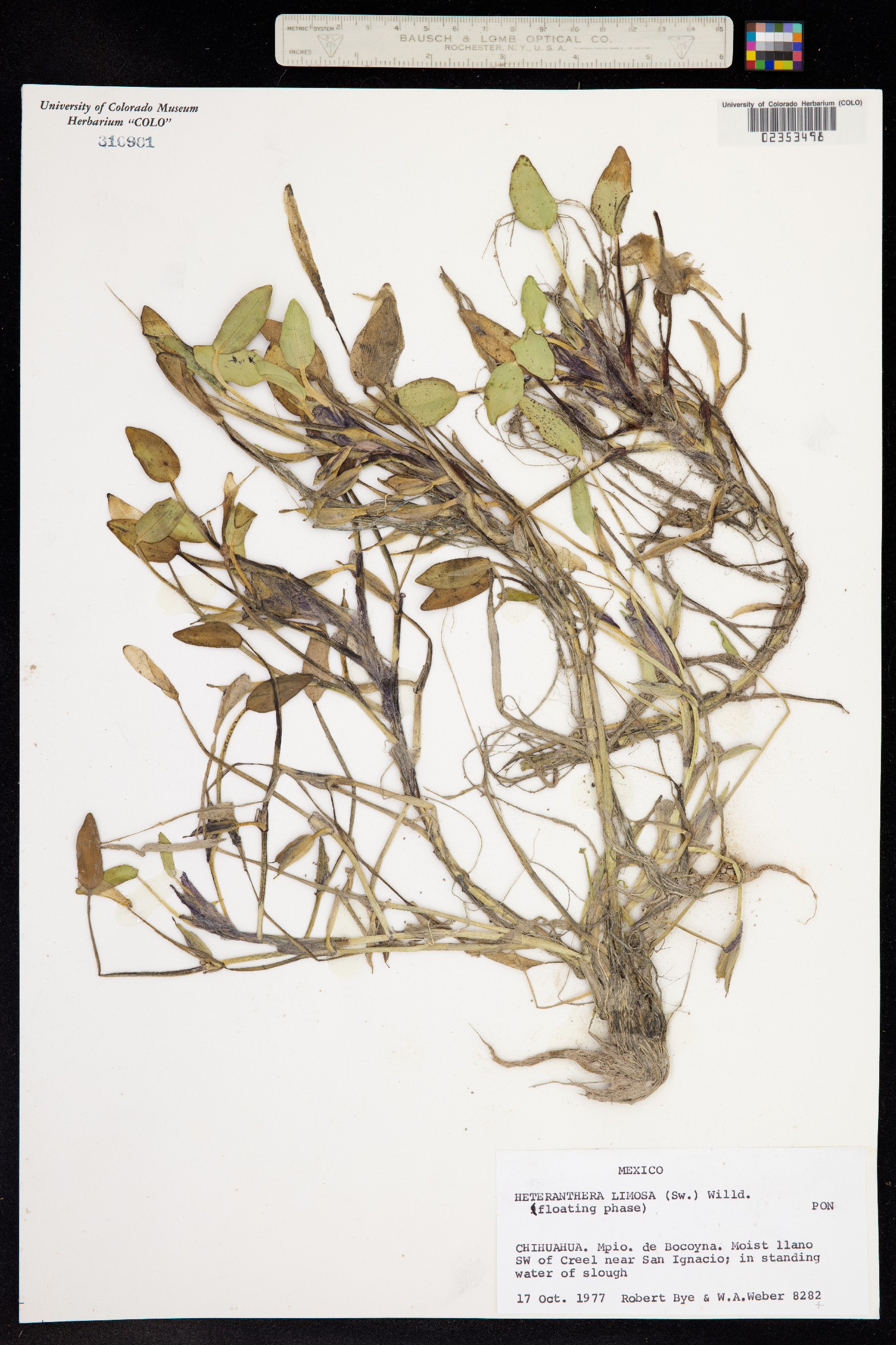 Heteranthera limosa image