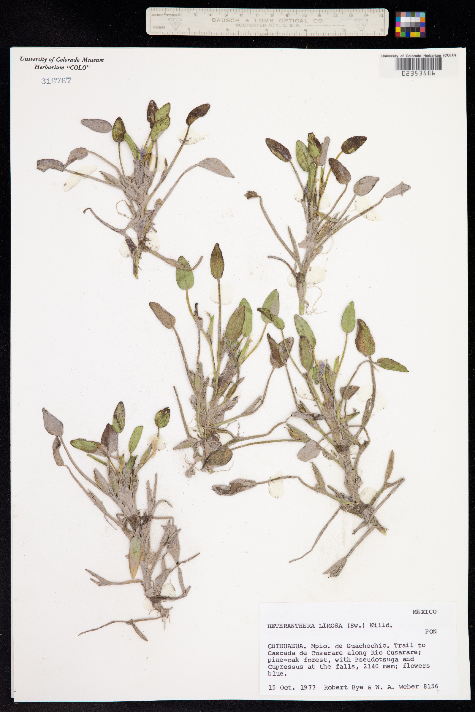 Heteranthera limosa image