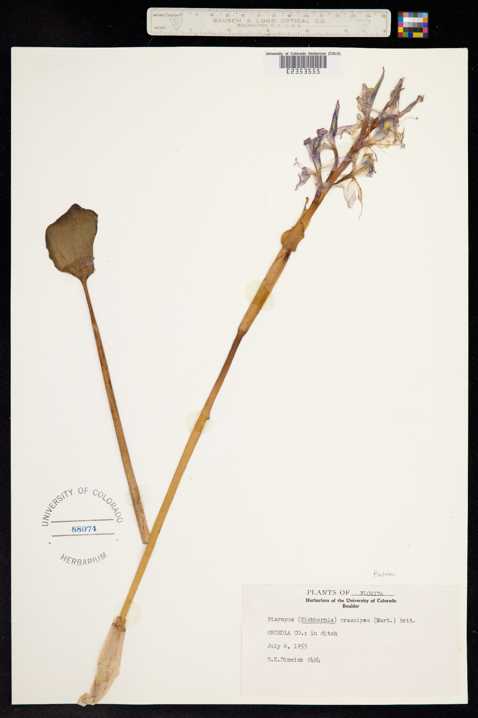 Eichhornia crassipes image