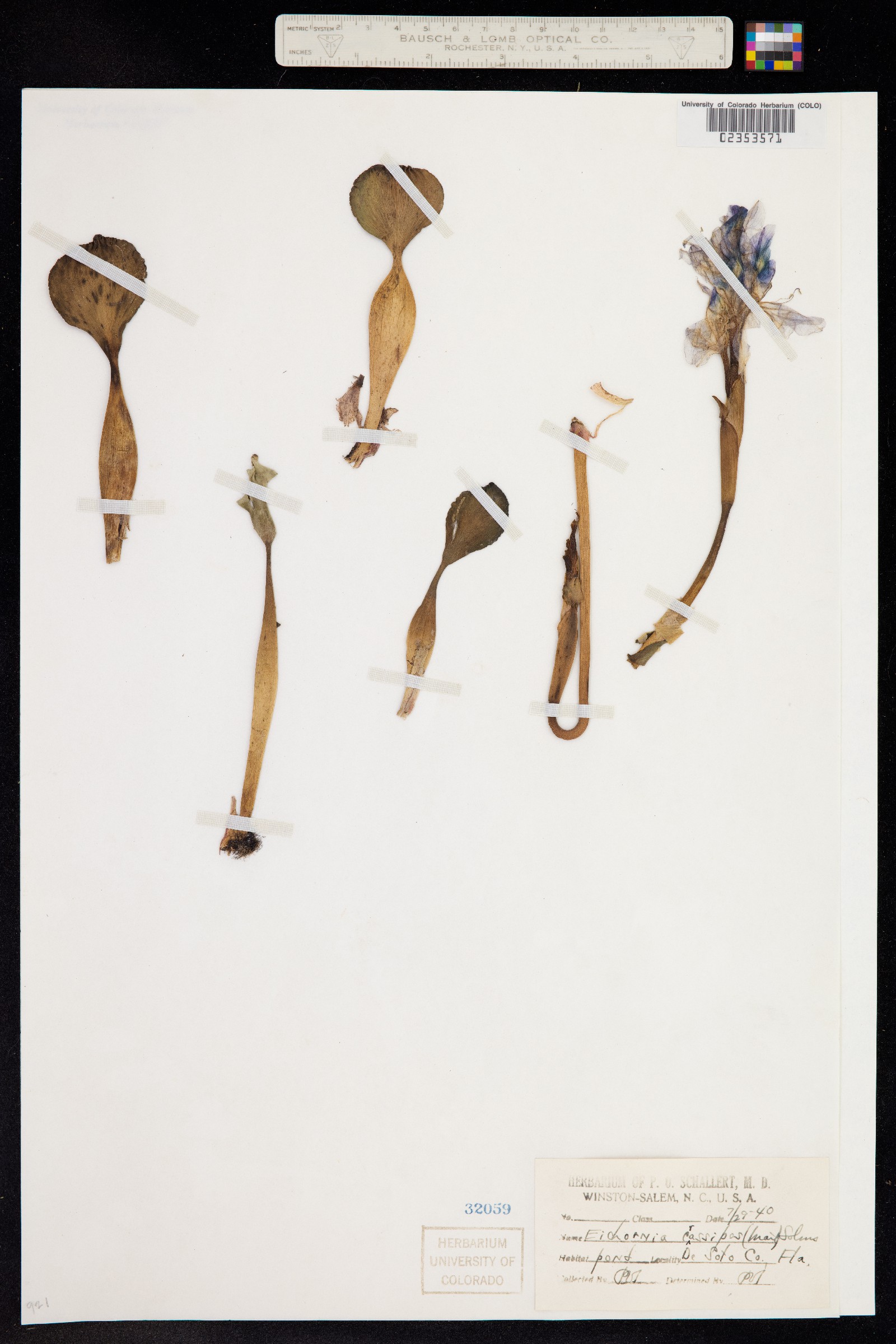 Eichhornia crassipes image