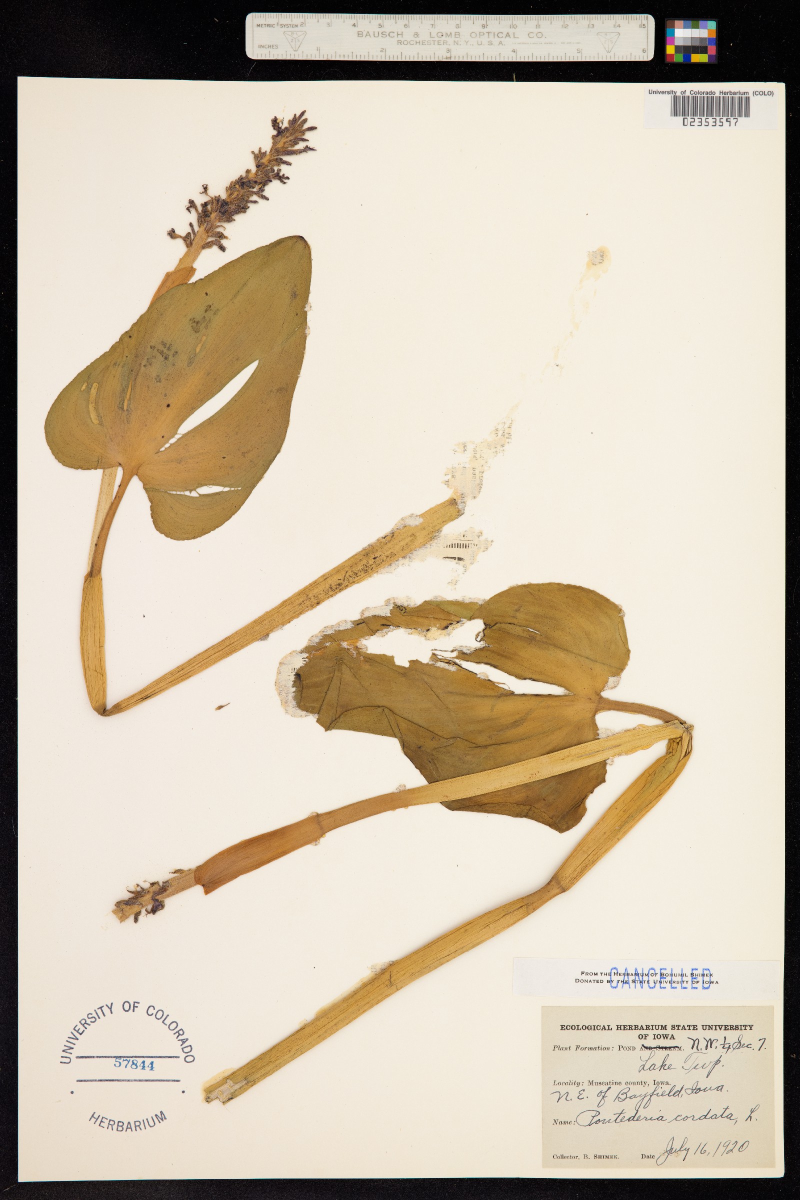 Pontederiaceae image