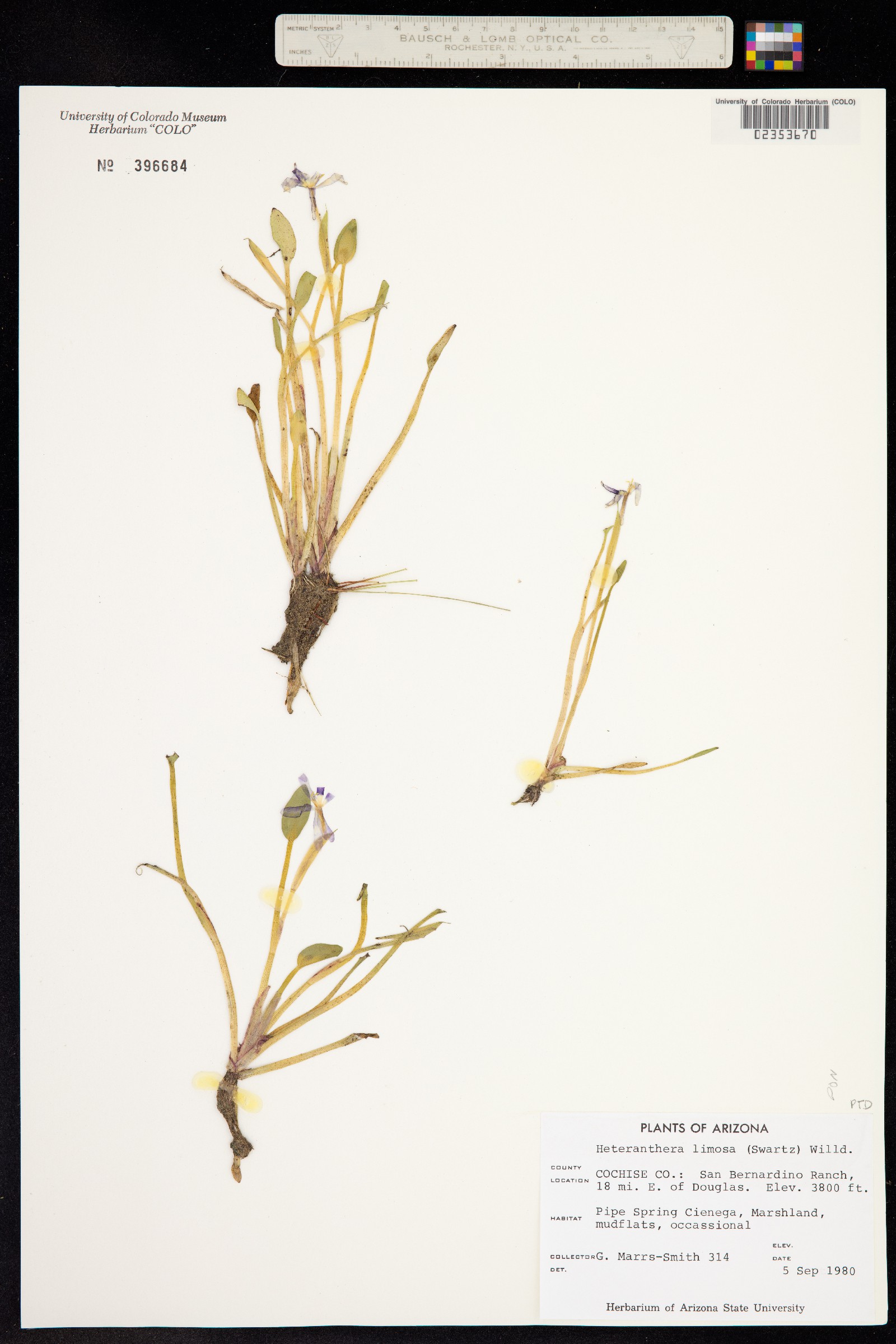 Heteranthera limosa image