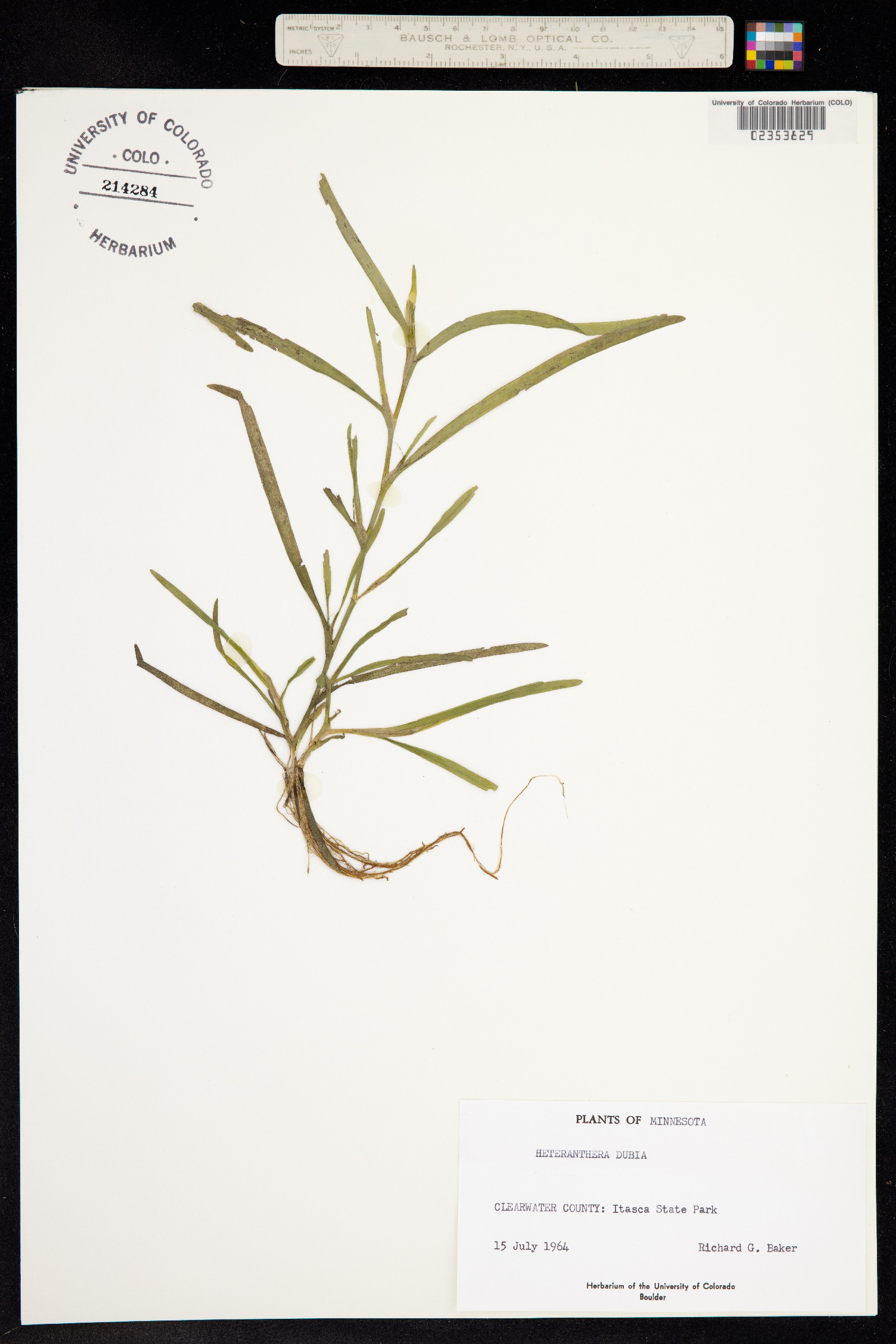 Pontederiaceae image