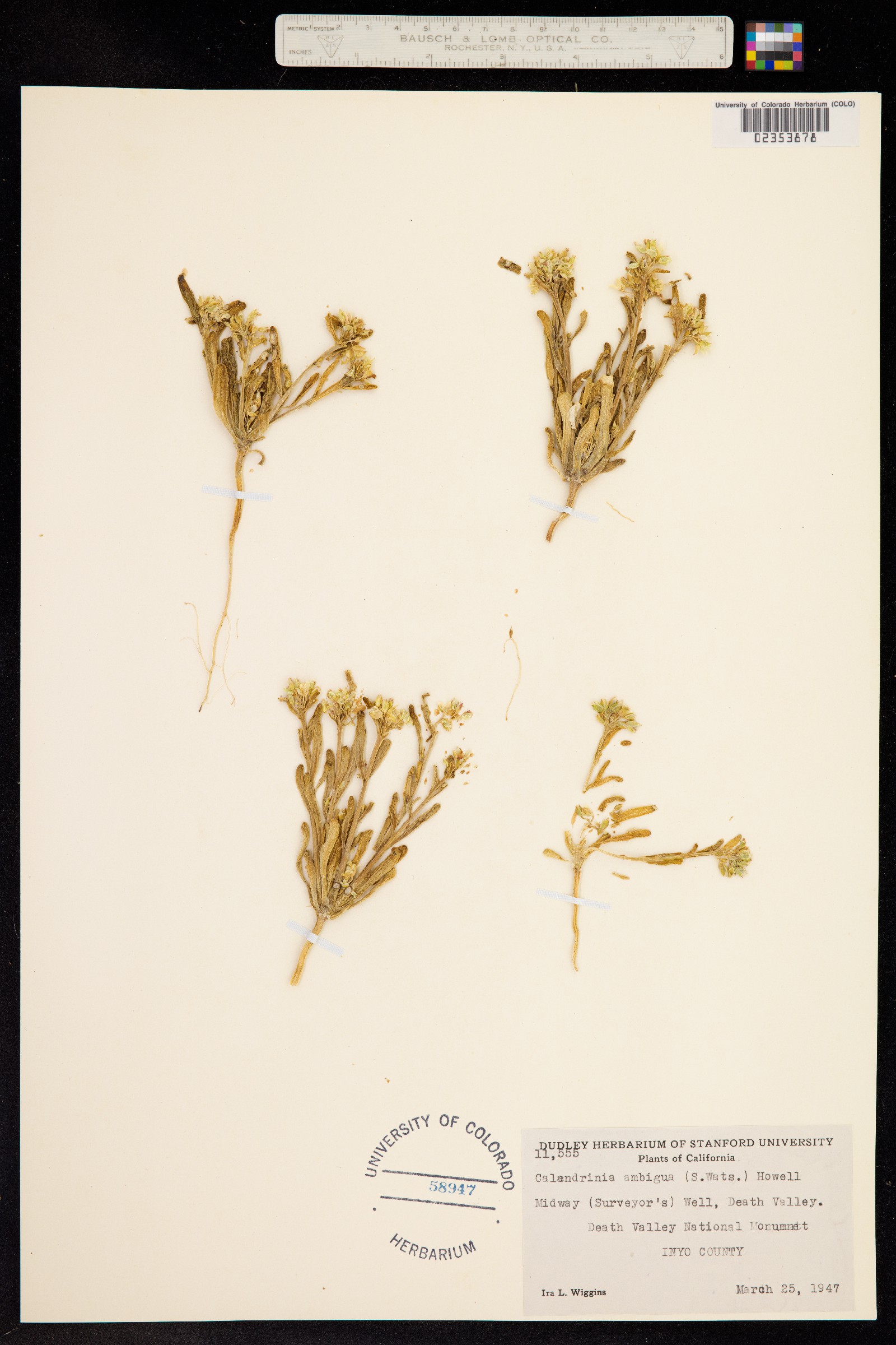 Cistanthe ambigua image