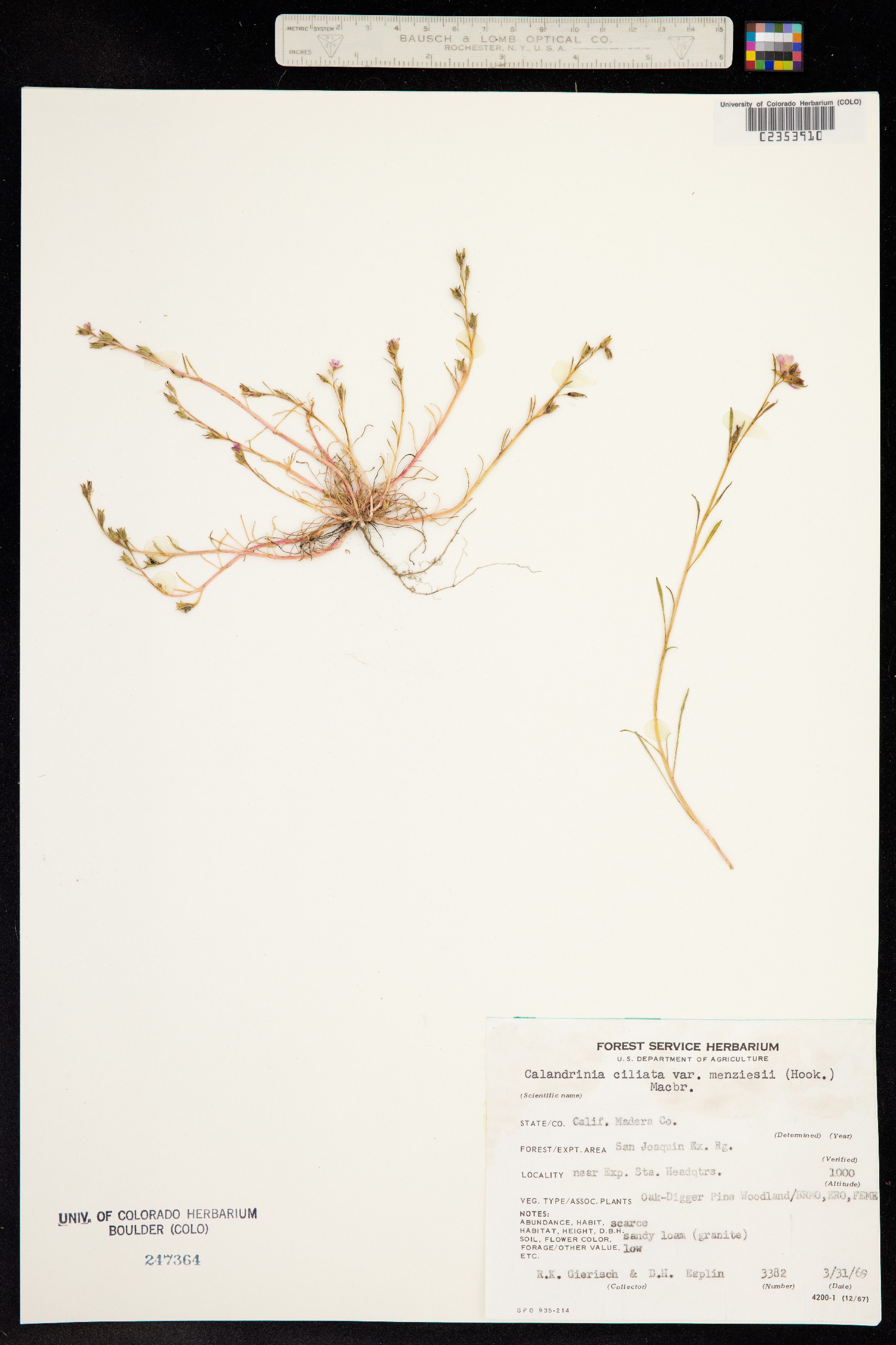 Calandrinia ciliata image