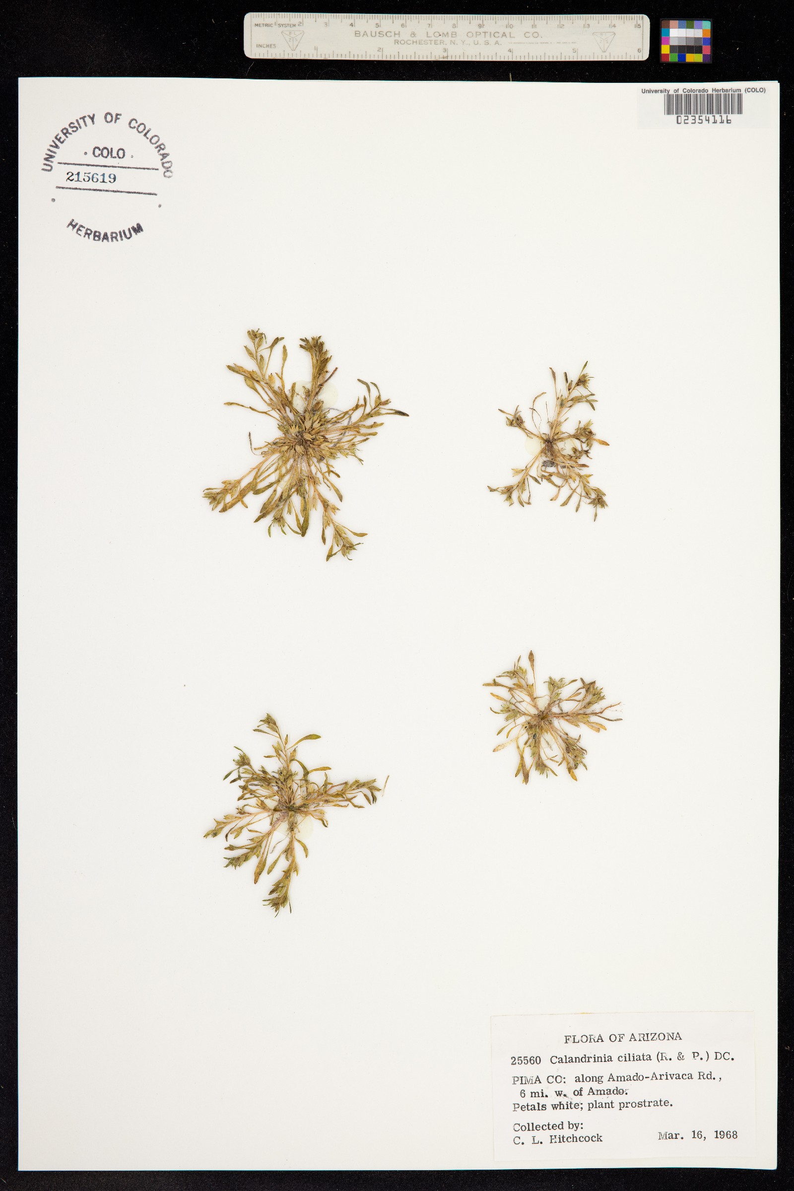 Calandrinia ciliata image