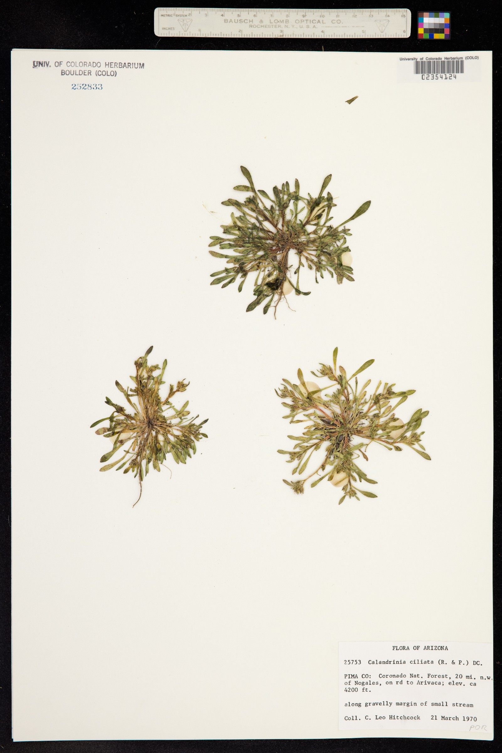 Calandrinia ciliata image