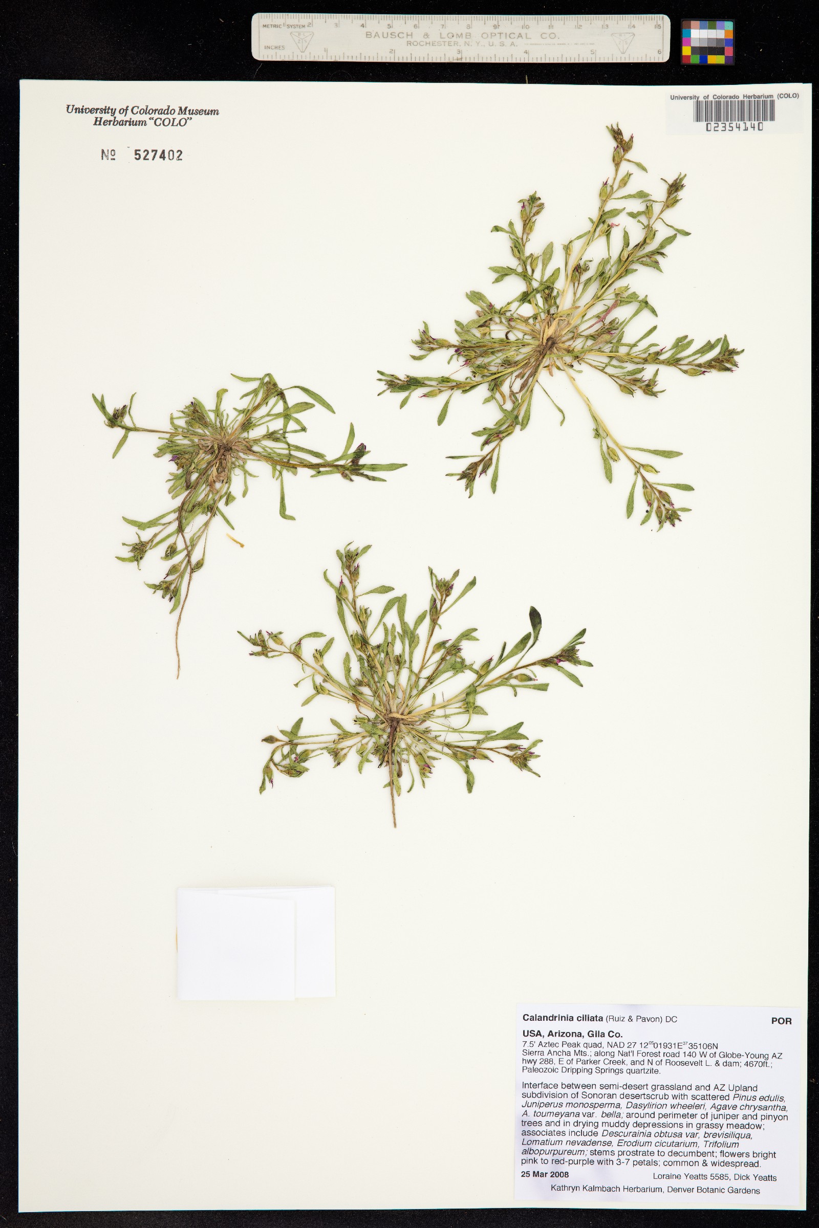 Calandrinia ciliata image
