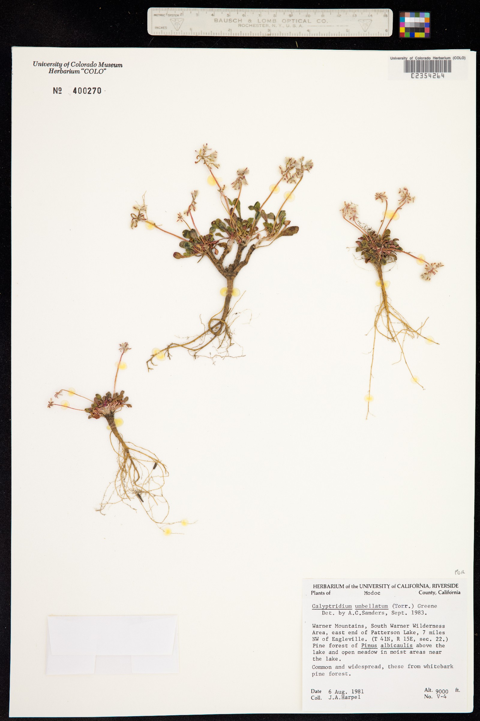 Cistanthe umbellata image