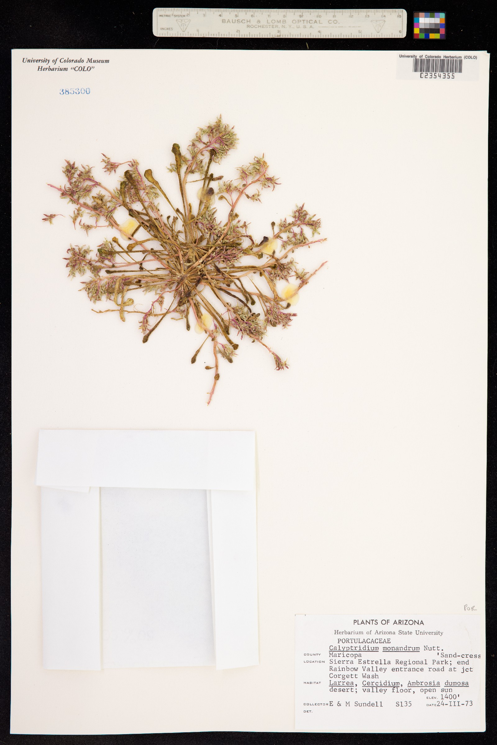 Cistanthe monandra image