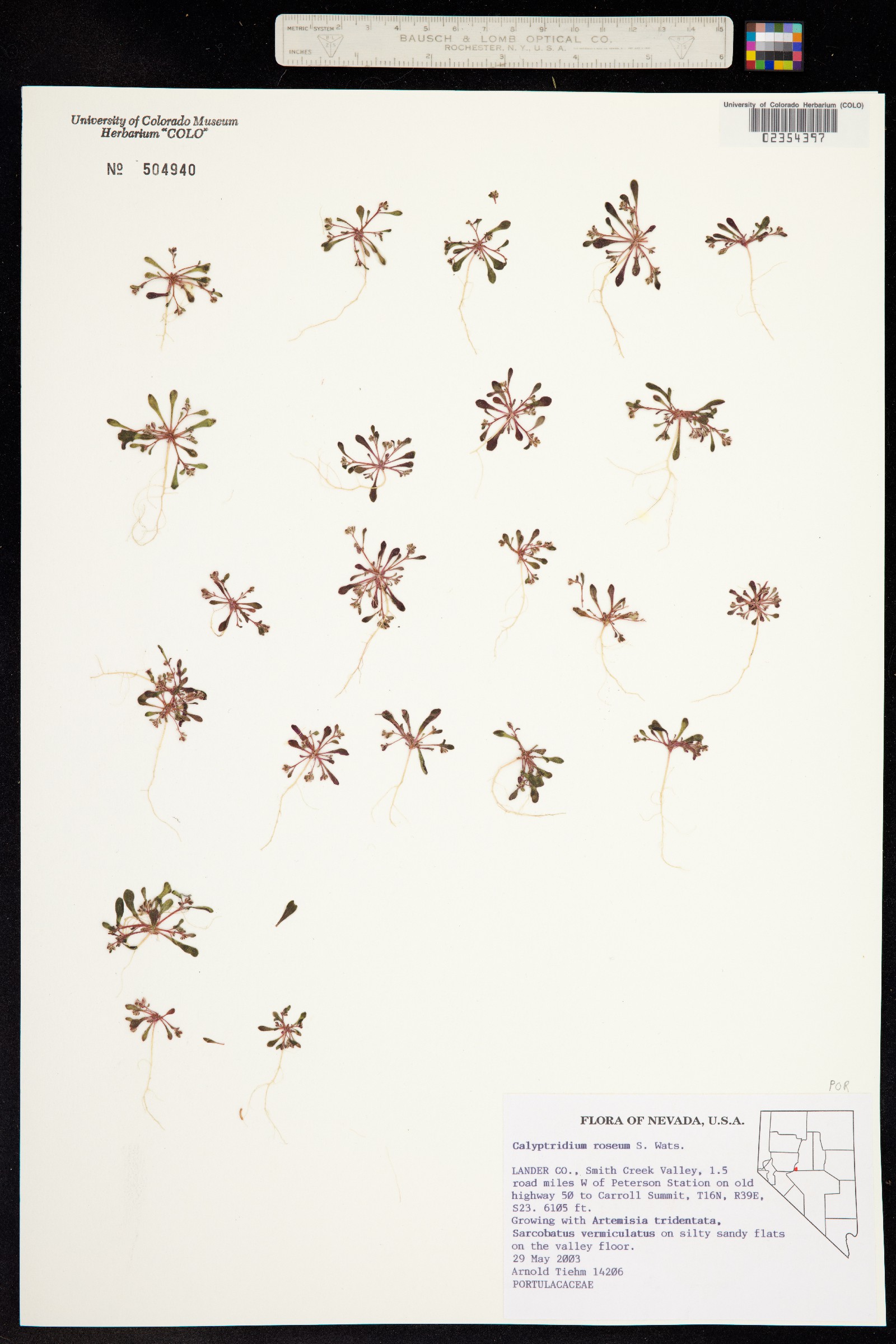 Cistanthe rosea image