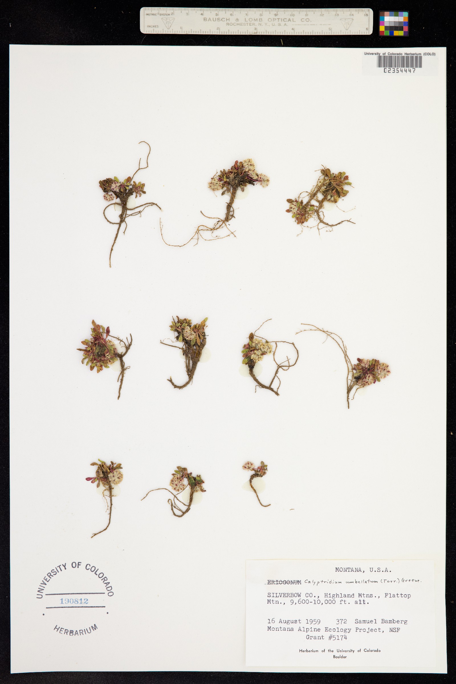 Cistanthe umbellata image