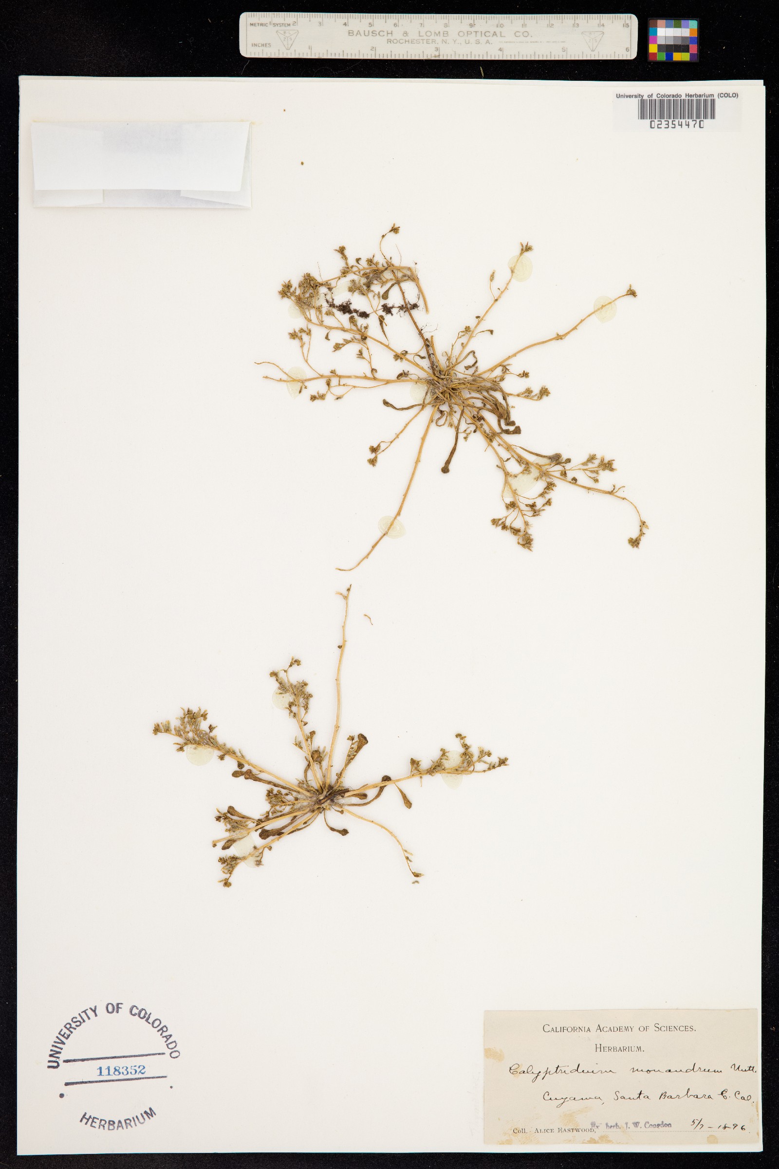 Cistanthe monandra image