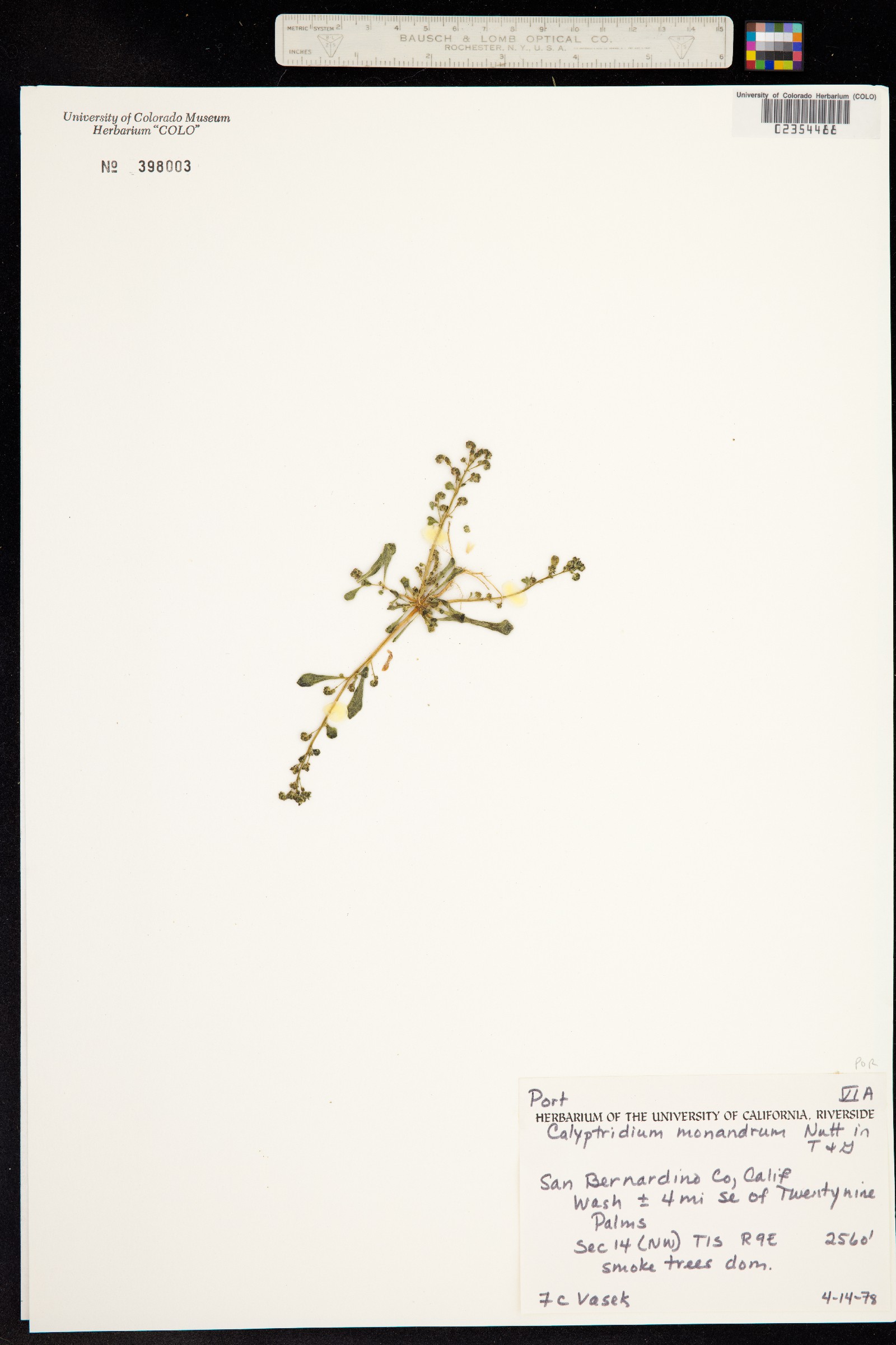 Cistanthe monandra image