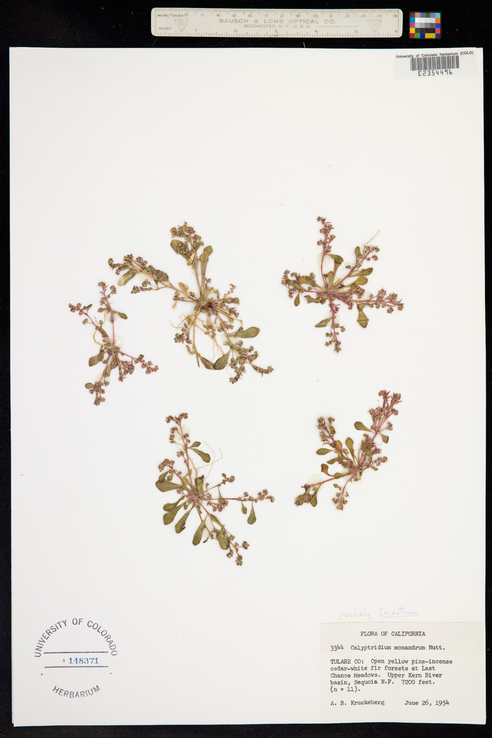 Cistanthe monandra image