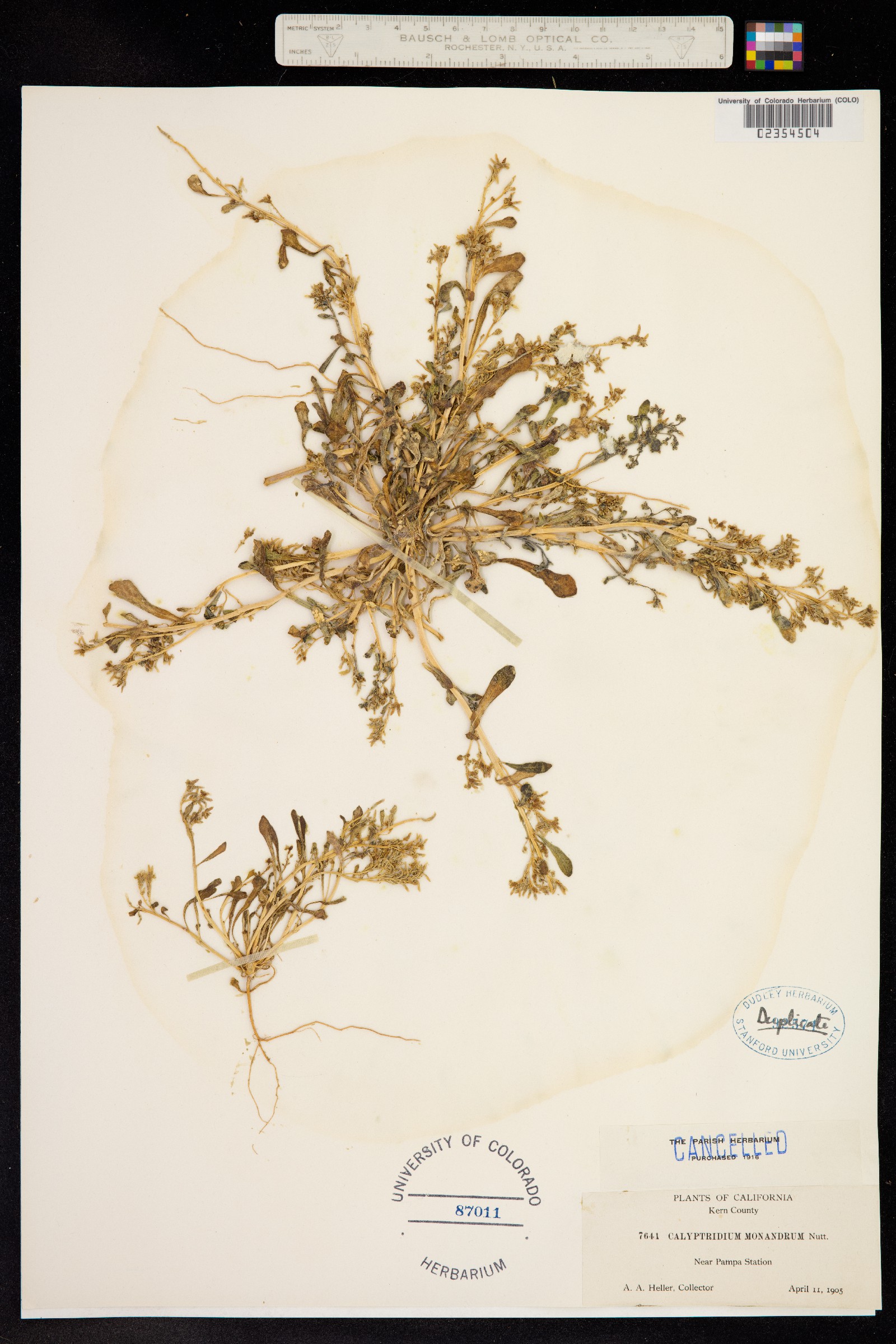 Cistanthe monandra image