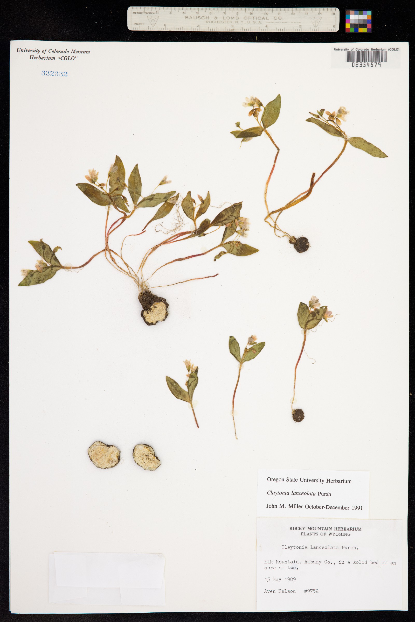 Claytonia lanceolata image