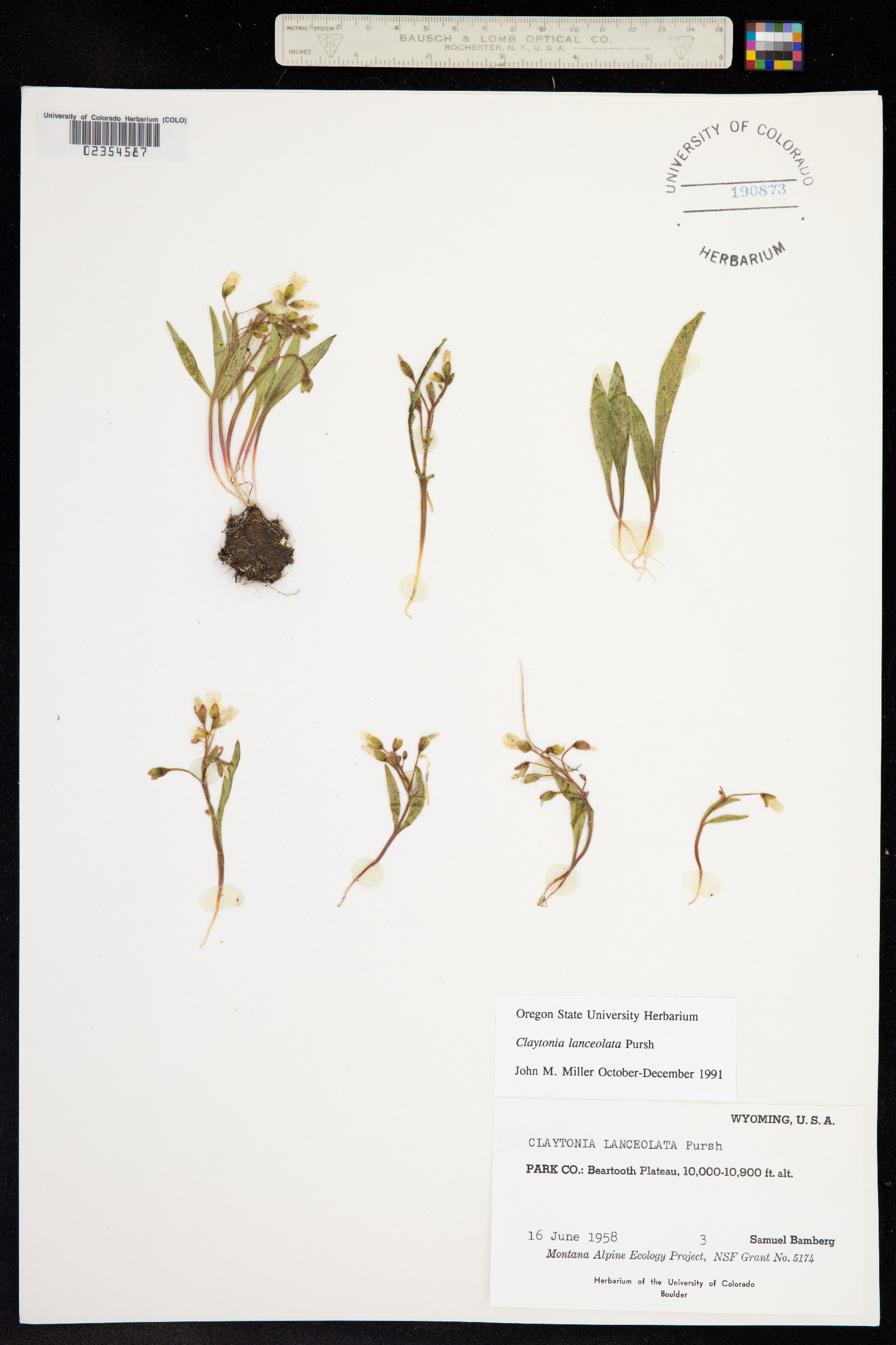 Claytonia lanceolata image