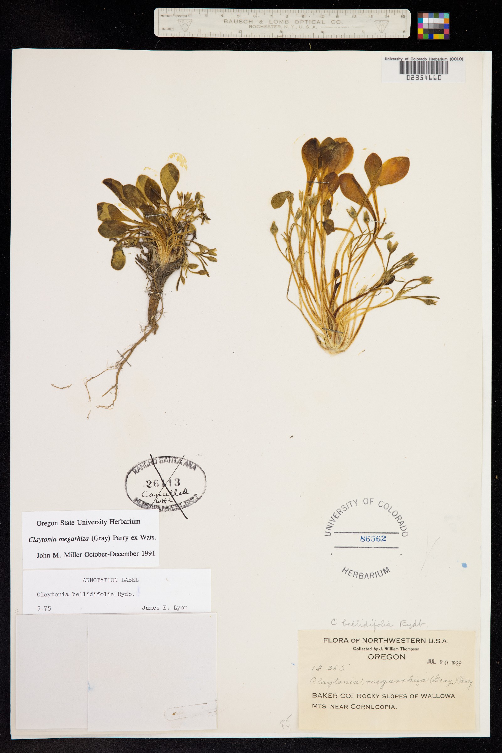 Claytonia megarhiza image