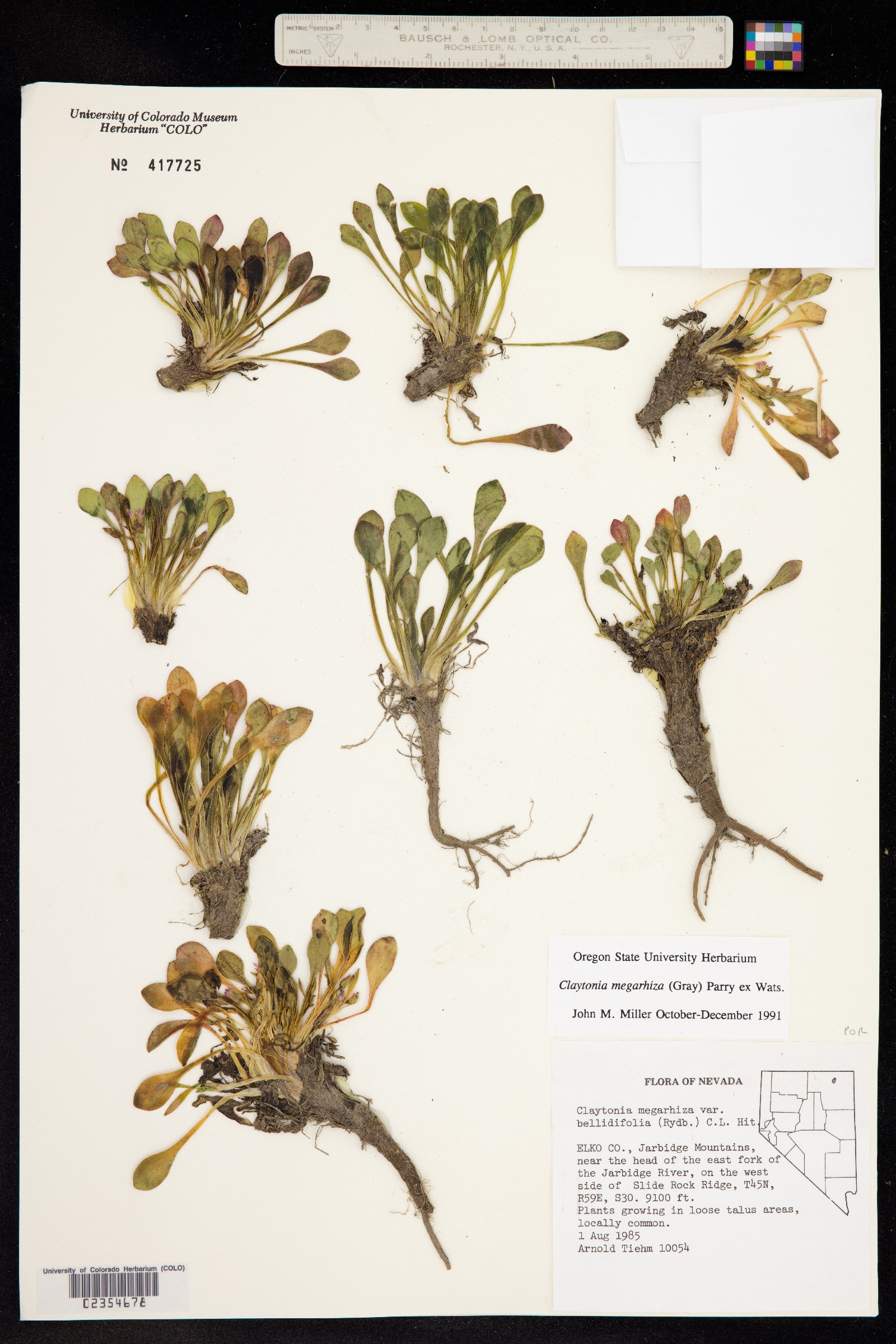 Claytonia megarhiza image